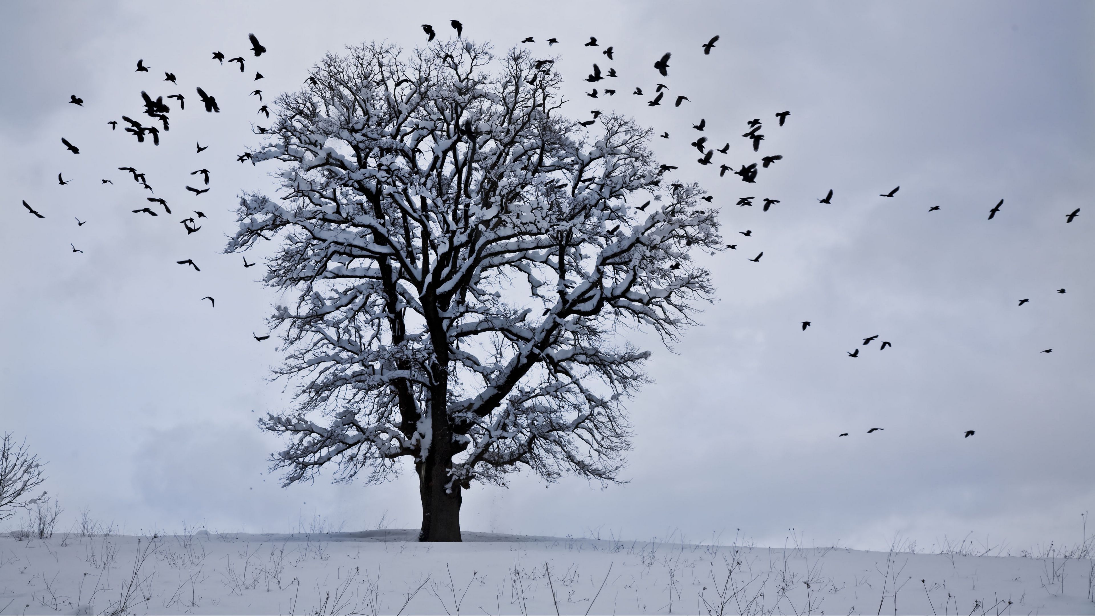 tree, winter, birds, snow, 4k, HD Wallpaper