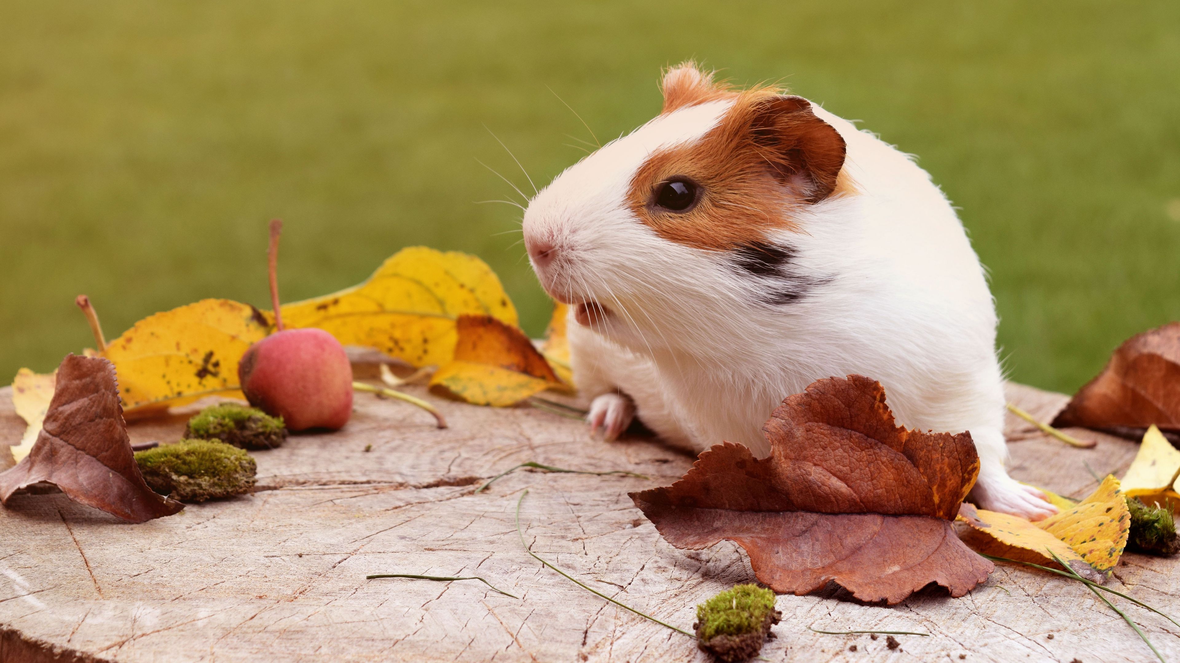 guinea pig, rodent, foliage, autumn, 4k, HD Wallpaper