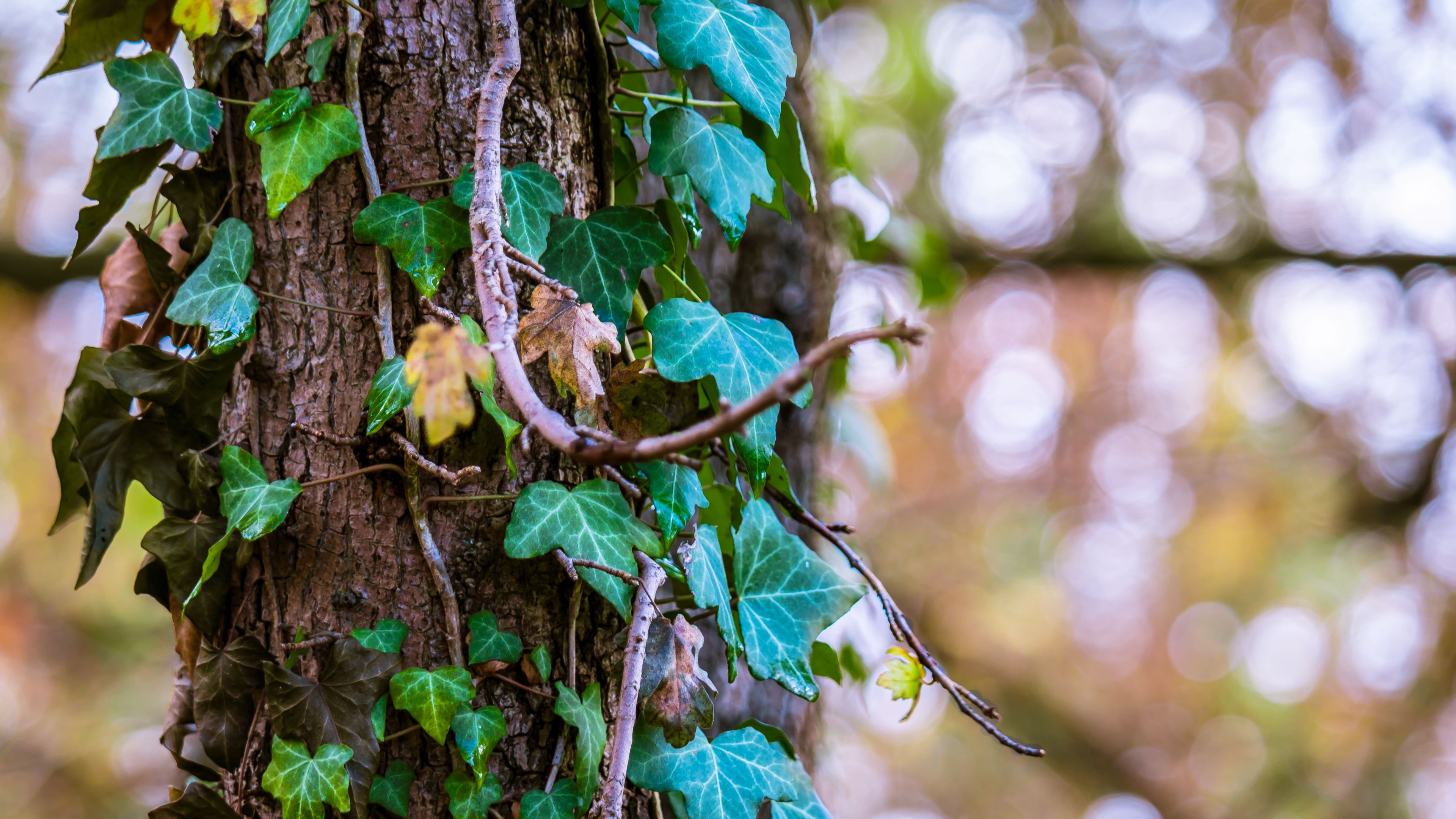 ivy, tree, foliage, trunk, 4k, HD Wallpaper