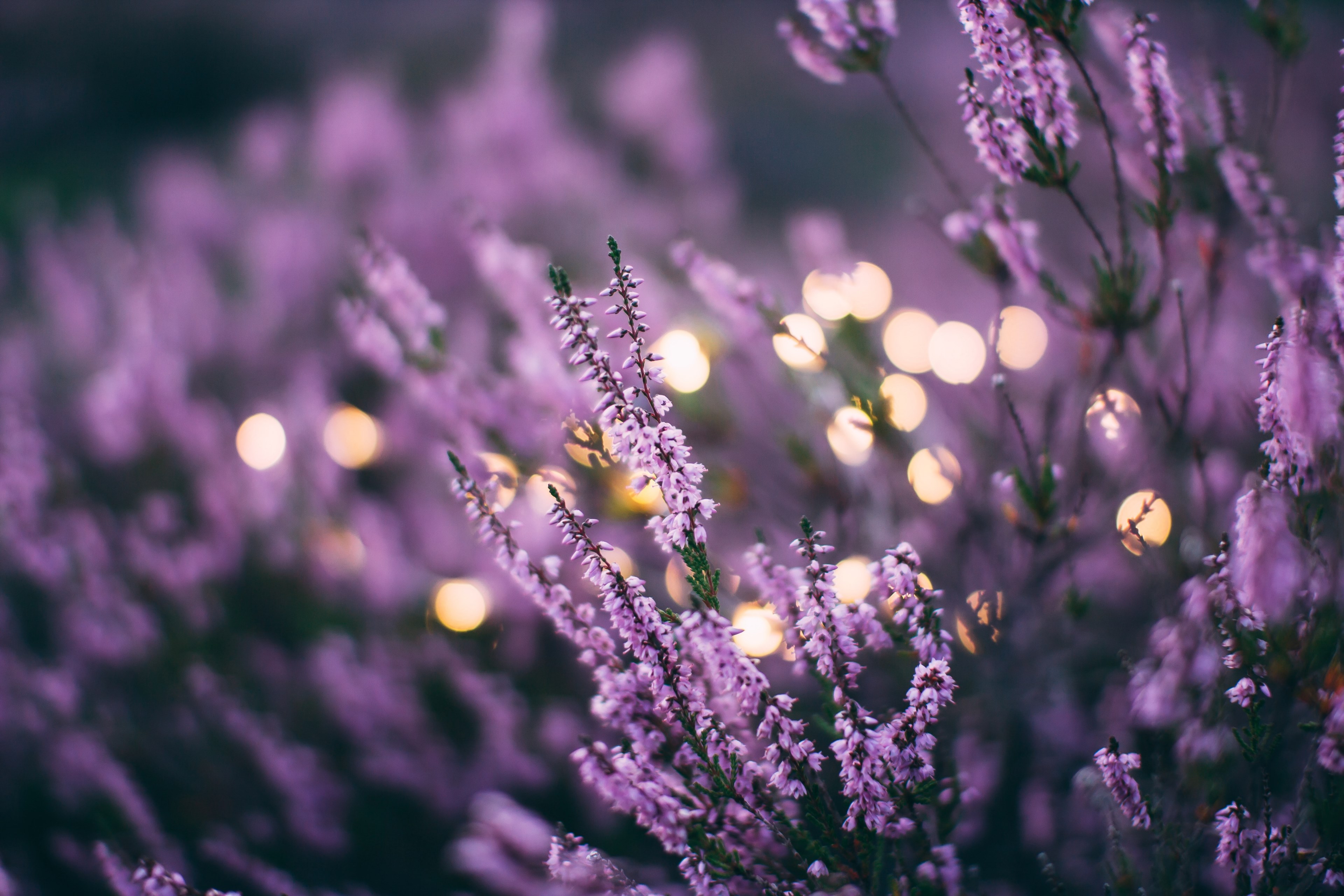 a large patch of lavender flowers with bokeh effect in the background, lavender flower bed in the evening 4k, HD Wallpaper