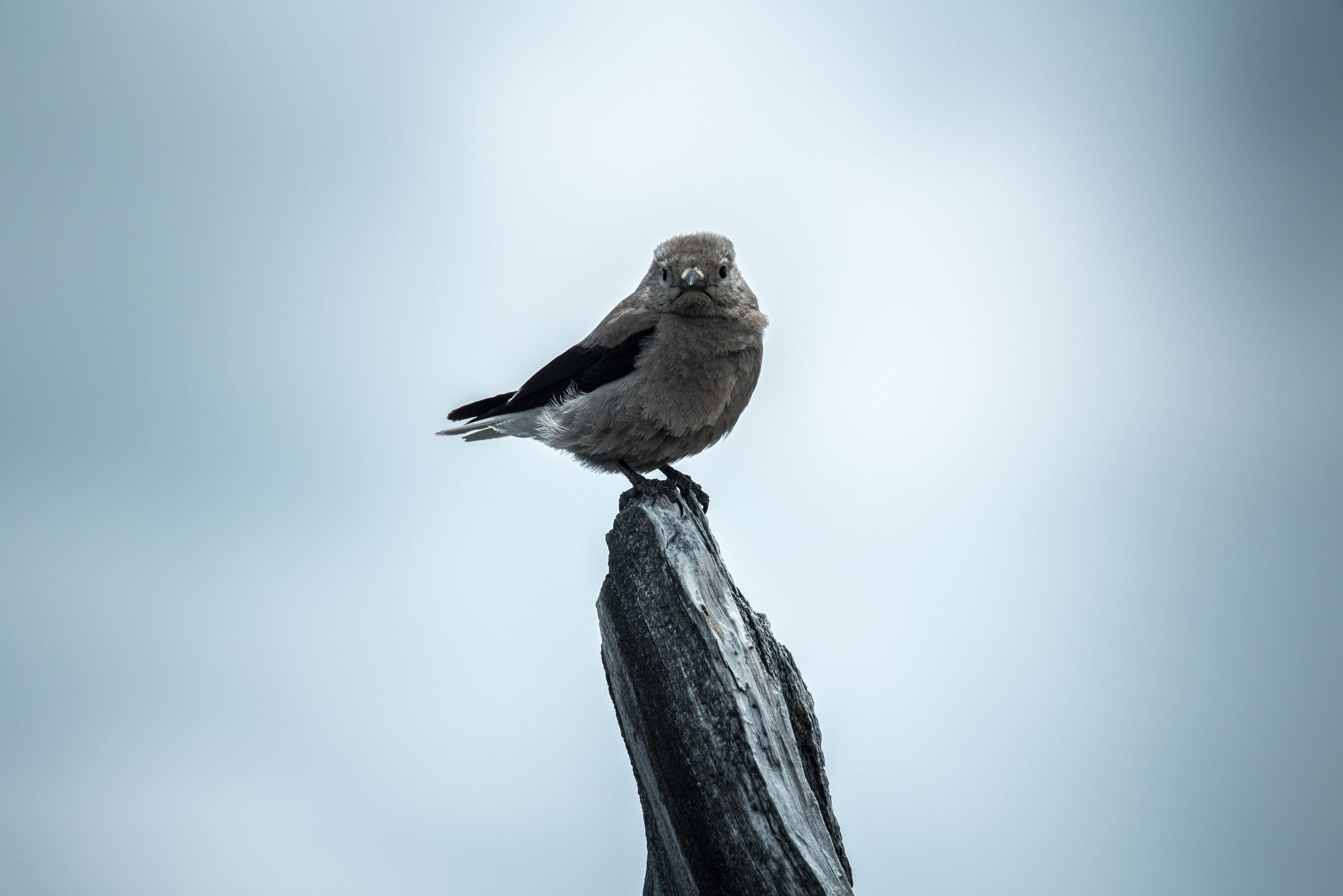 bird feather wing and sky 4k, HD Wallpaper