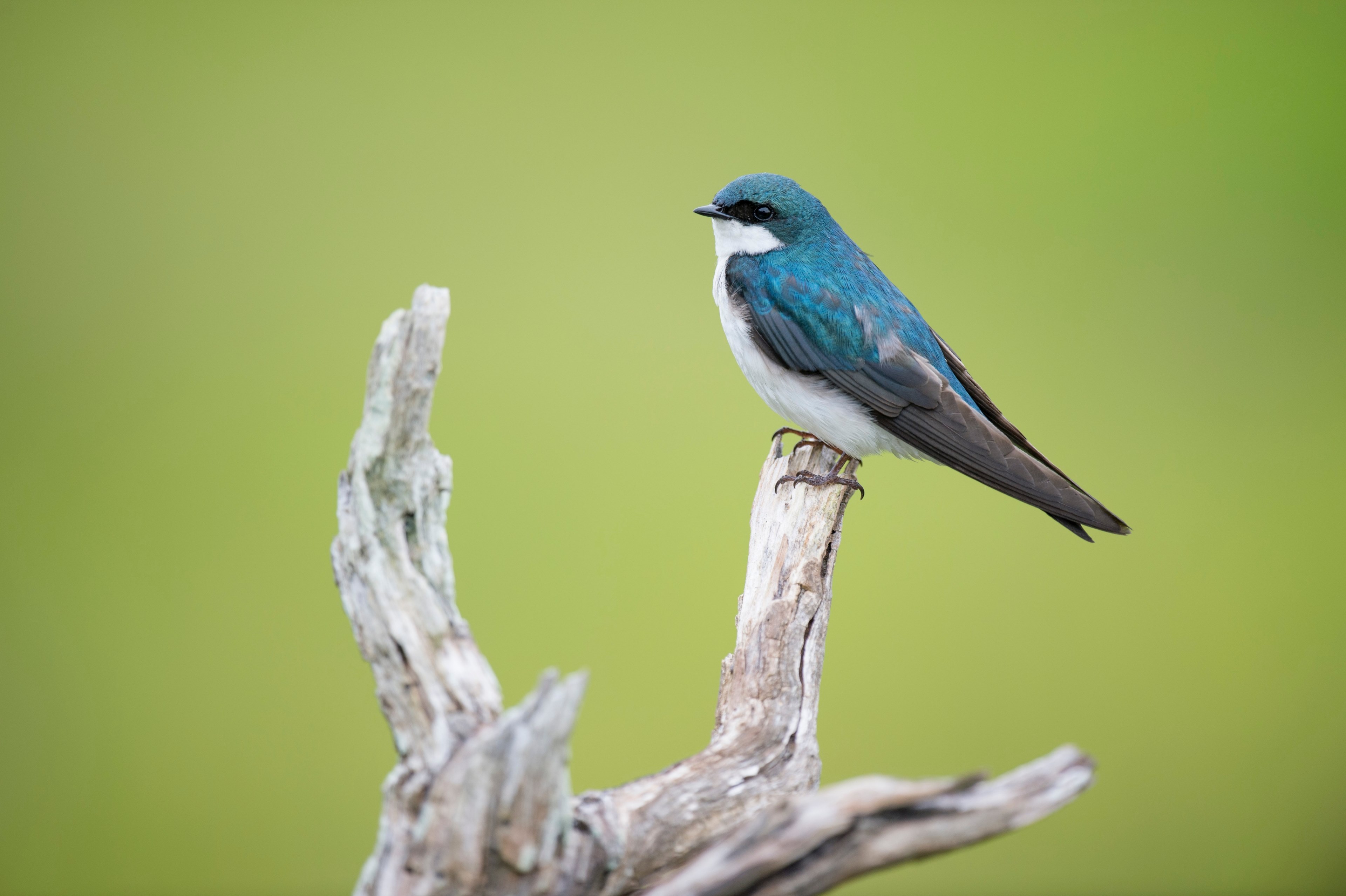 bird driftwood branch and feather 4k, HD Wallpaper