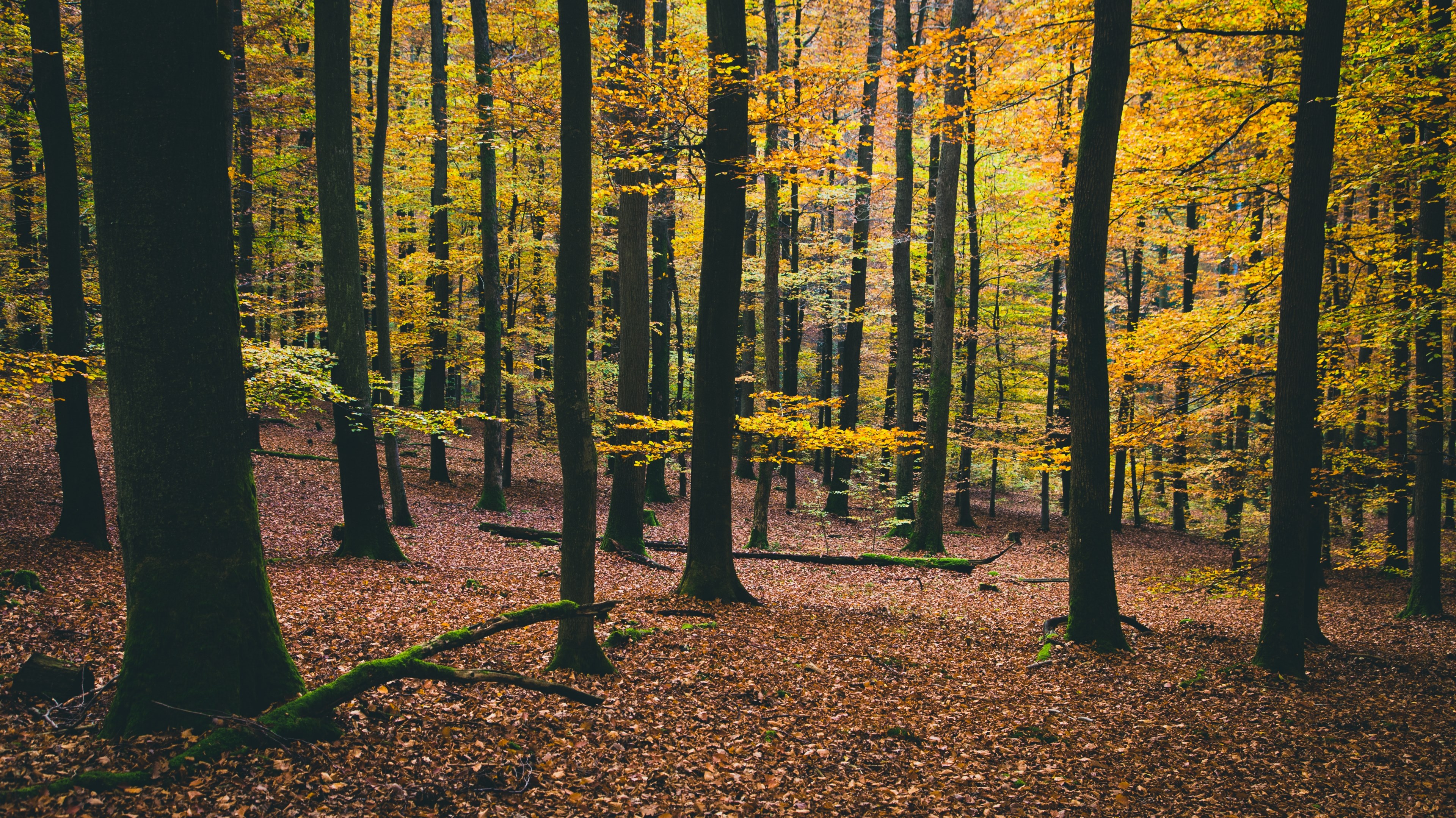 forest trunk tree and nature 4k, HD Wallpaper