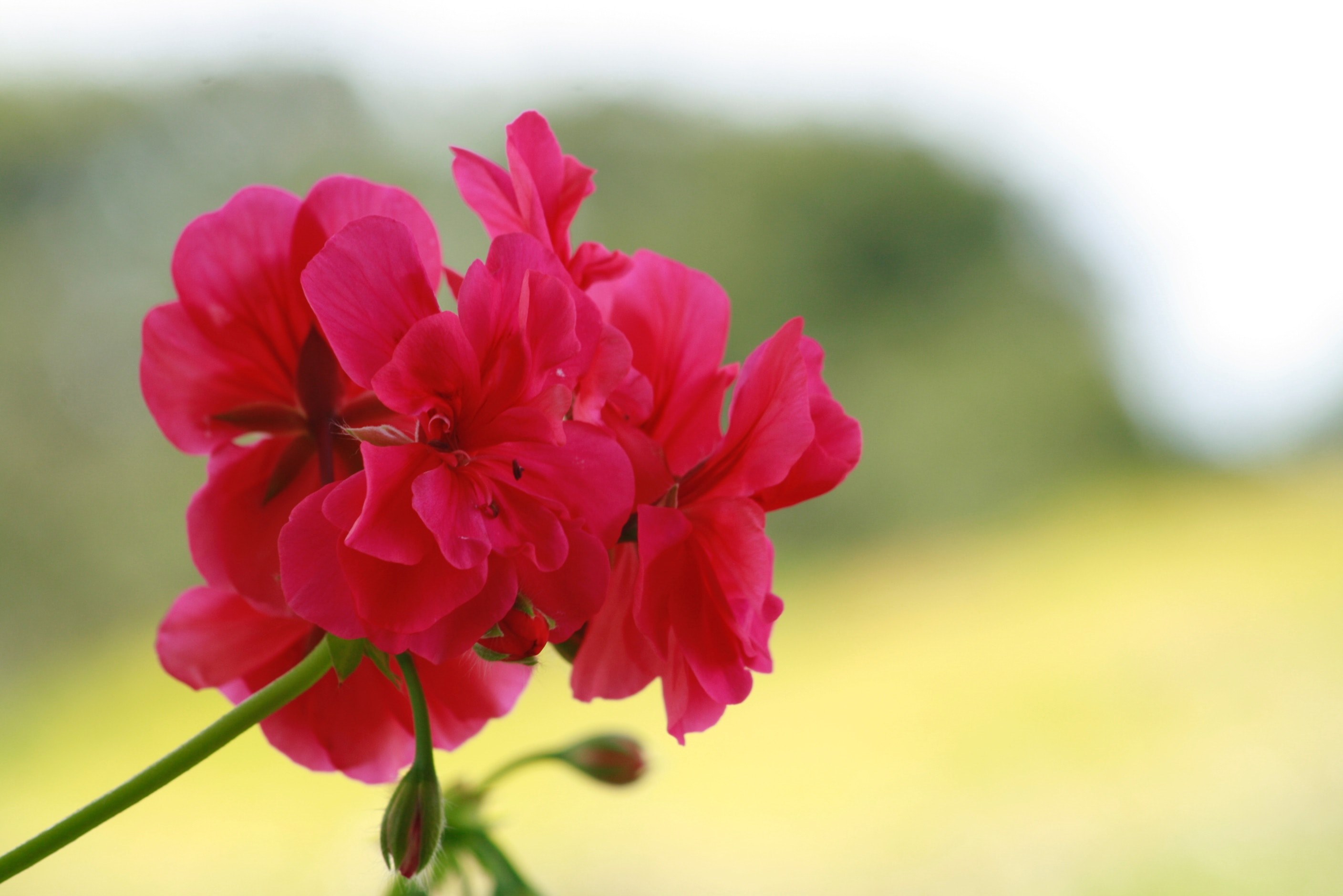 plant petal flower and florist 4k, HD Wallpaper