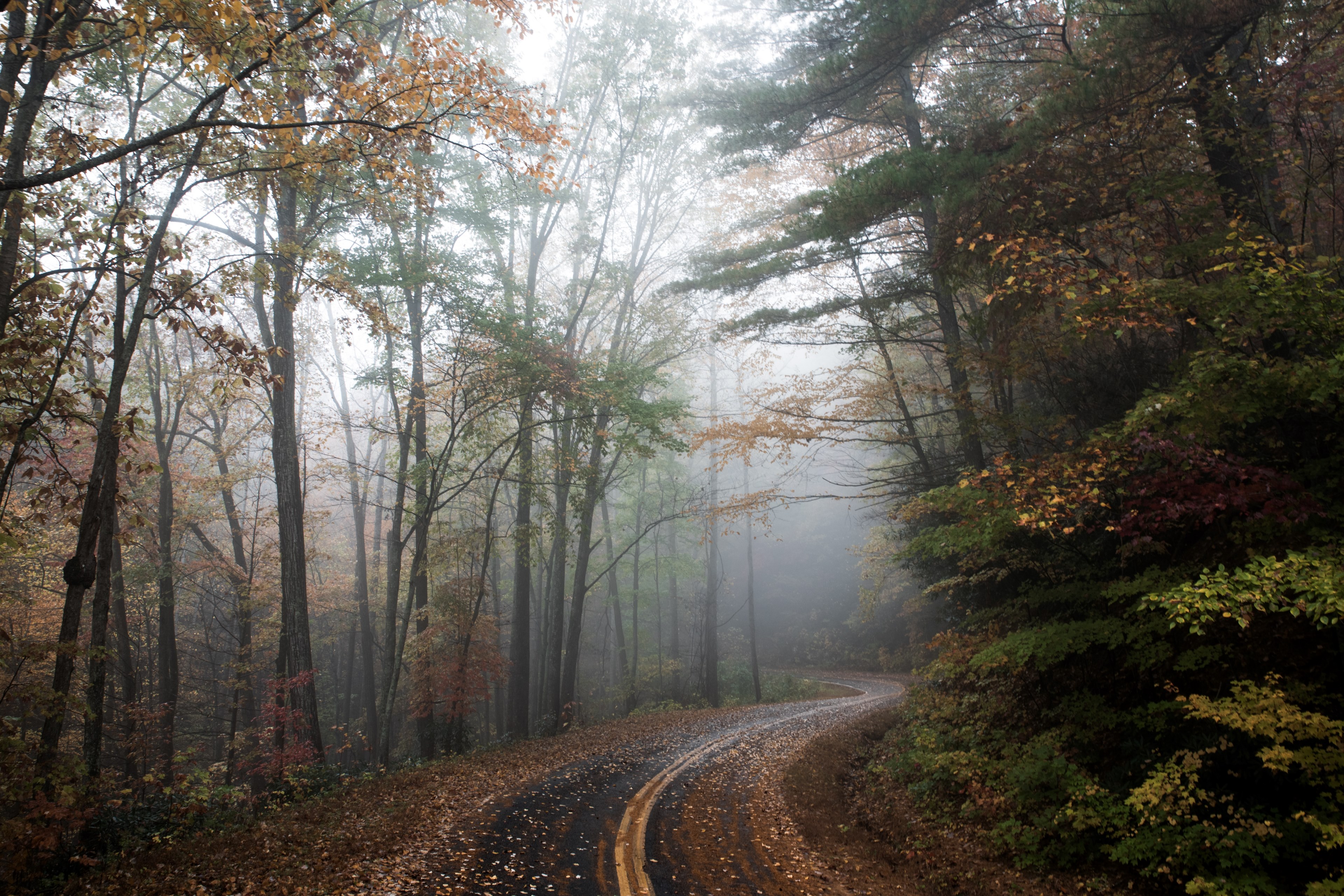 an empty leaf covered road winding through an autumn forest in blowing rock, bend in the forest road 4k, HD Wallpaper