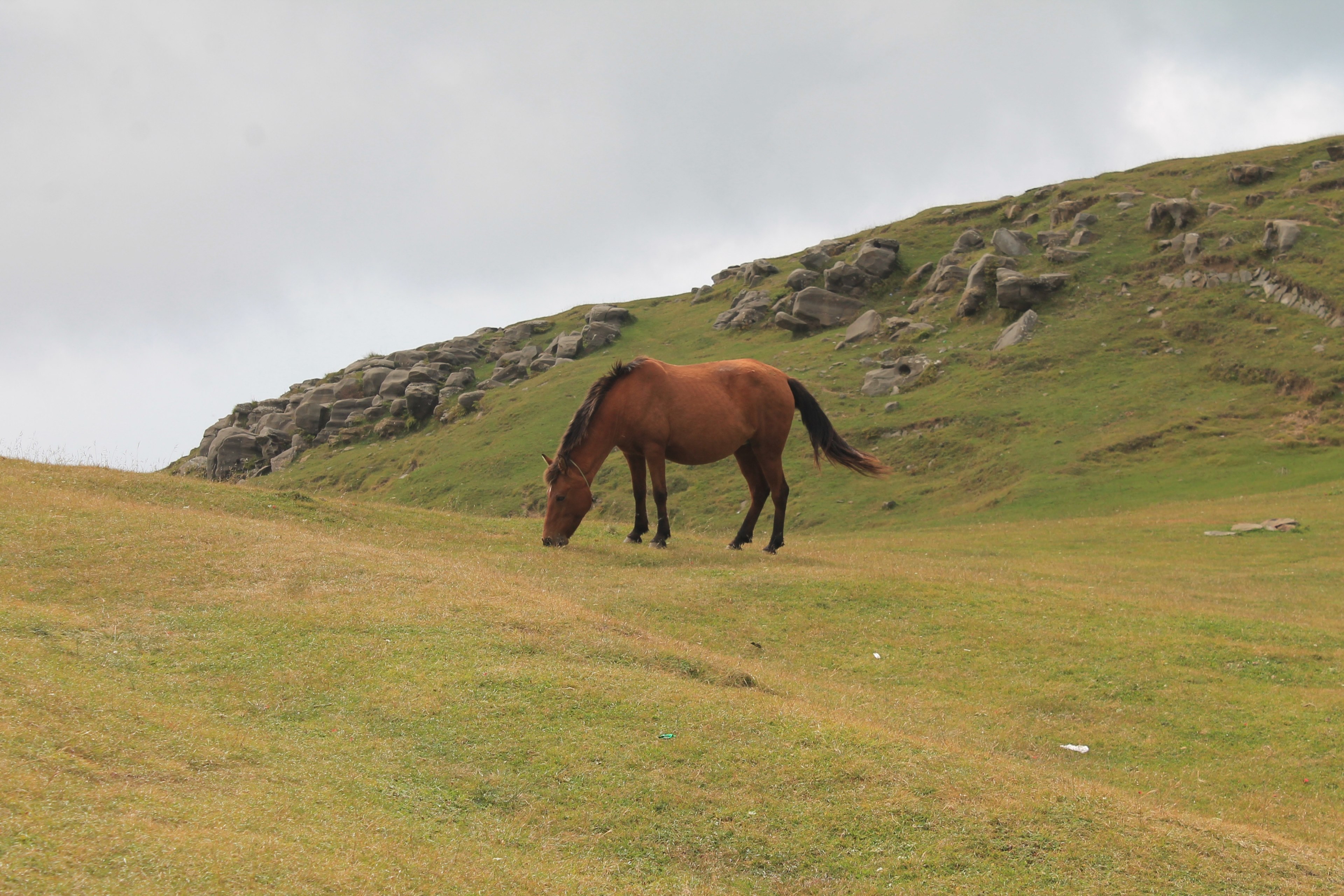 a bay horse grazing near a small rocky hill, bay horse grazing near rocks 4k, HD Wallpaper