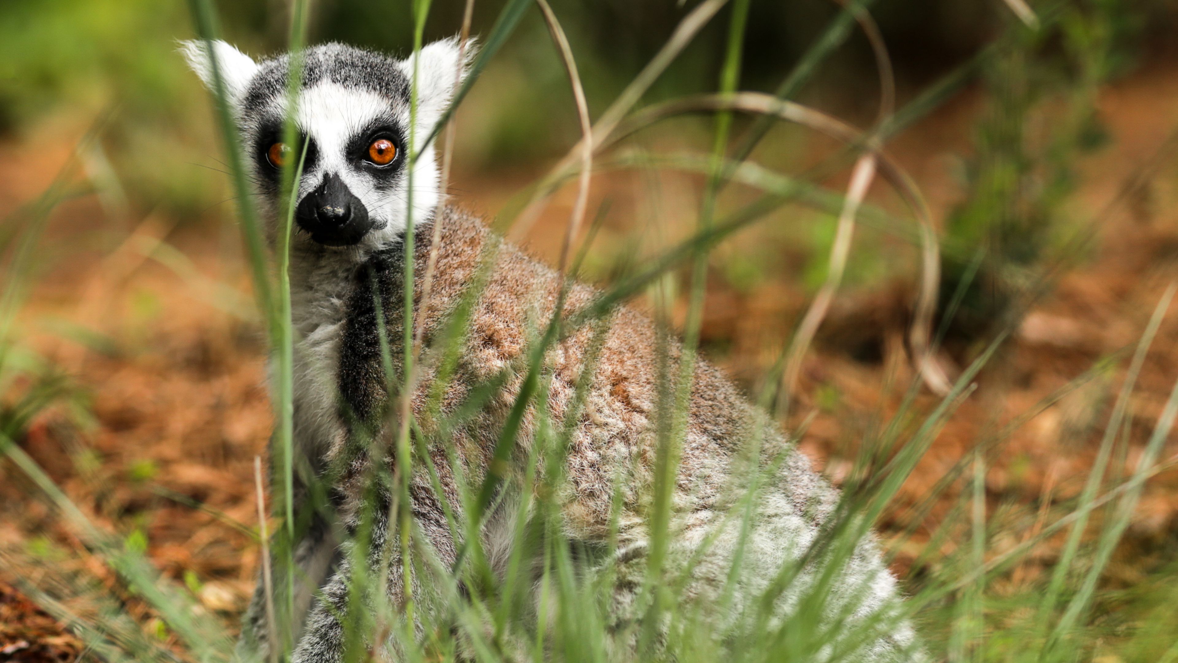 lemur, sitting, surprise, grass, 4k, HD Wallpaper