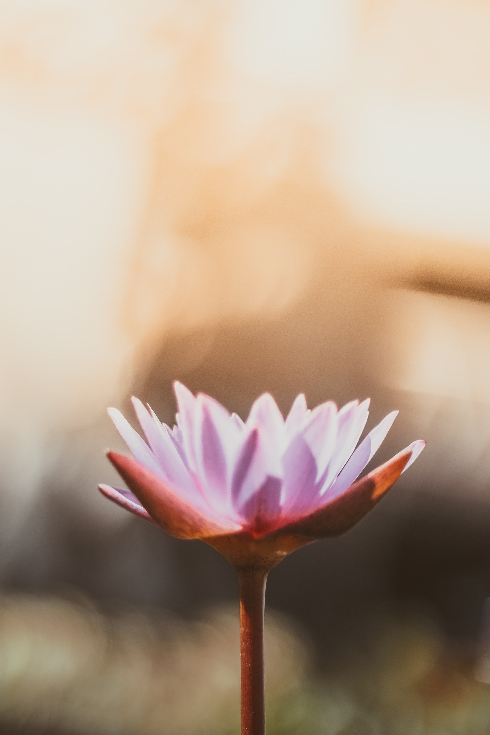 a pink and orange flower viewed up close, _pink orange flower 4k, Phone HD Wallpaper