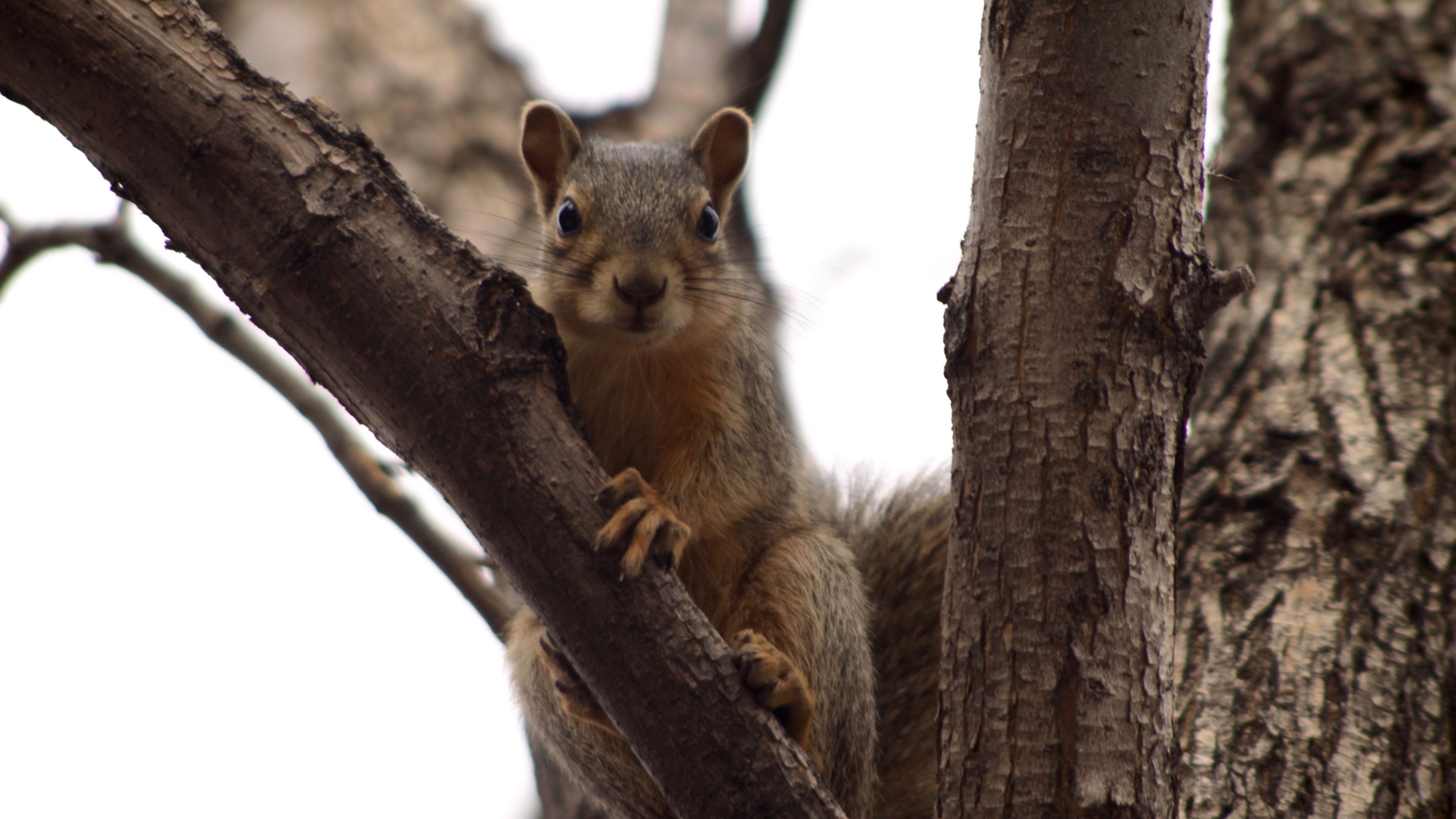 squirrel, tree, climbing, branch, 4k, HD Wallpaper
