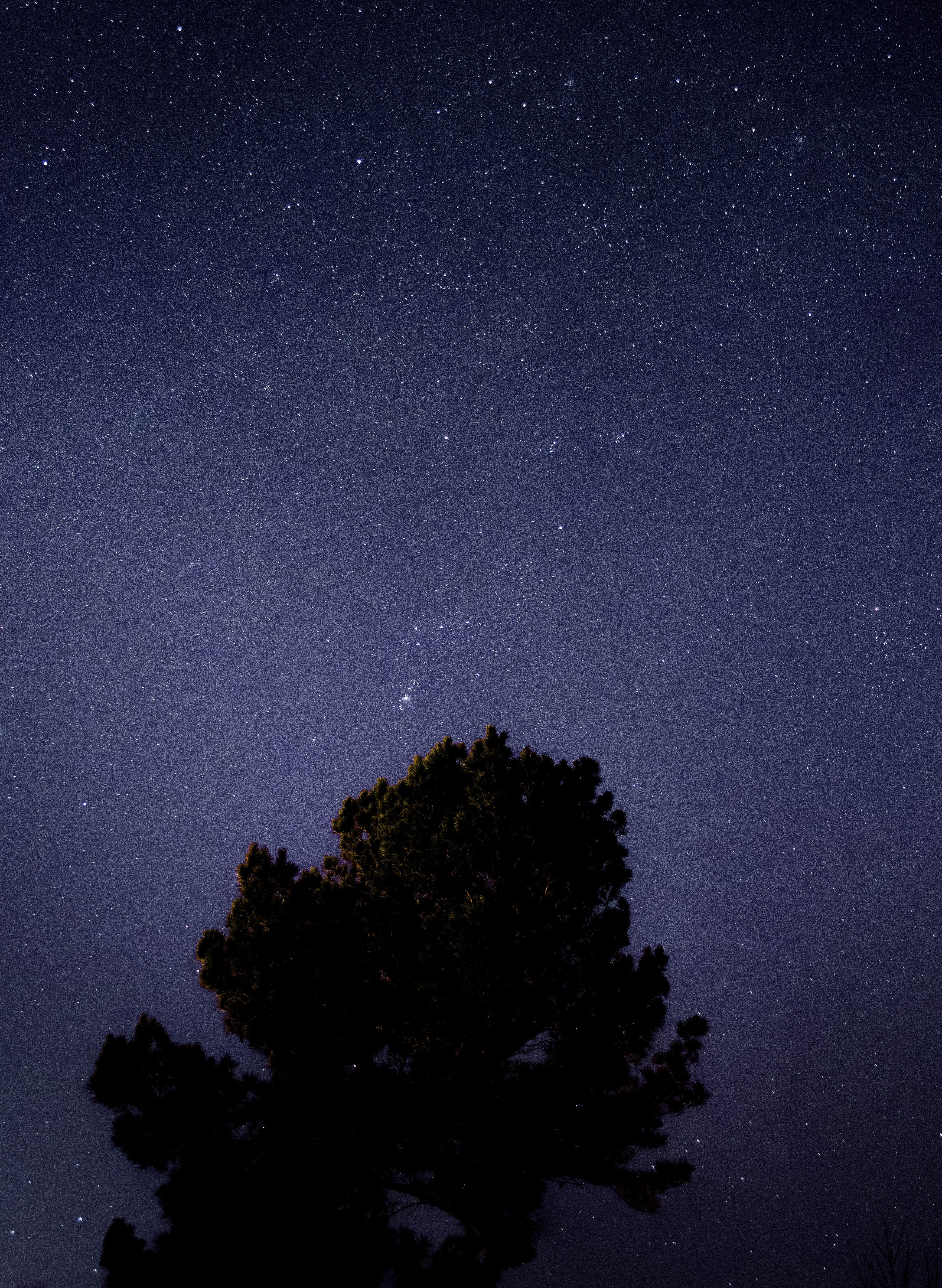 a massive silhouette of a leafy tree against a starry sky, tree on a starry sky 4k, Phone HD Wallpaper