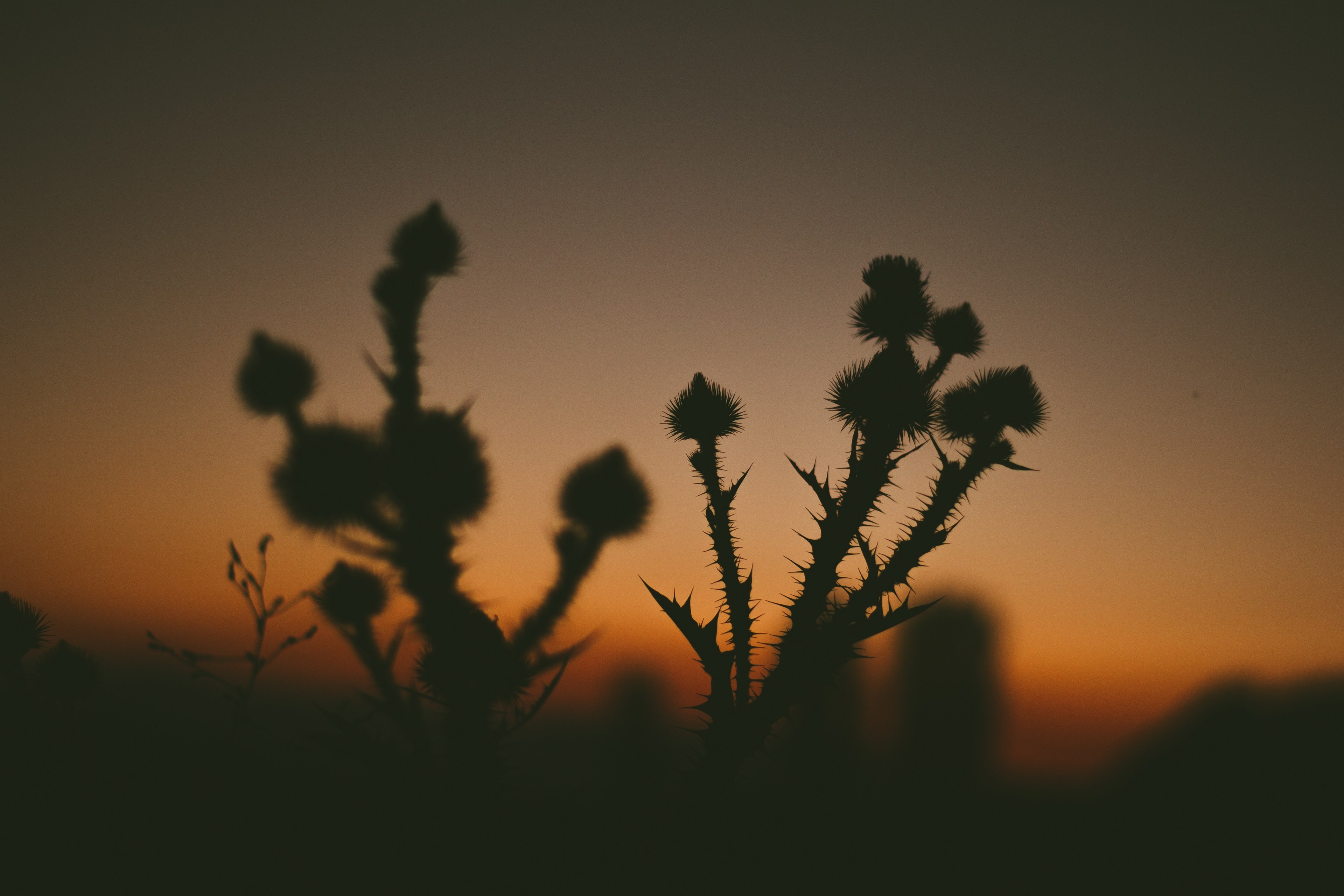 a silhouette of spiked plants at dusk as the sun sets in the background, poke me 4k, HD Wallpaper