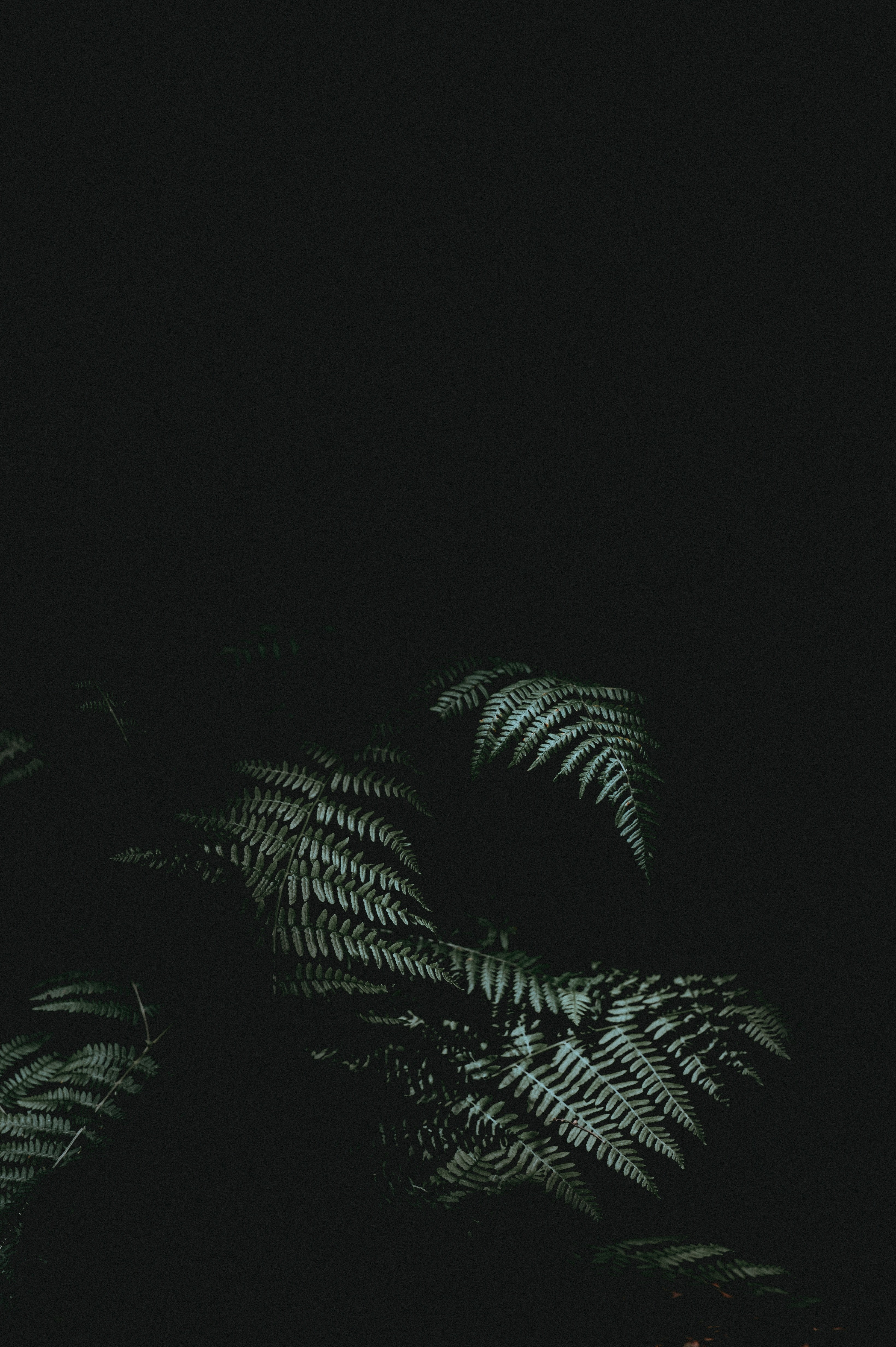 ferns in the dark 4k, Phone HD Wallpaper