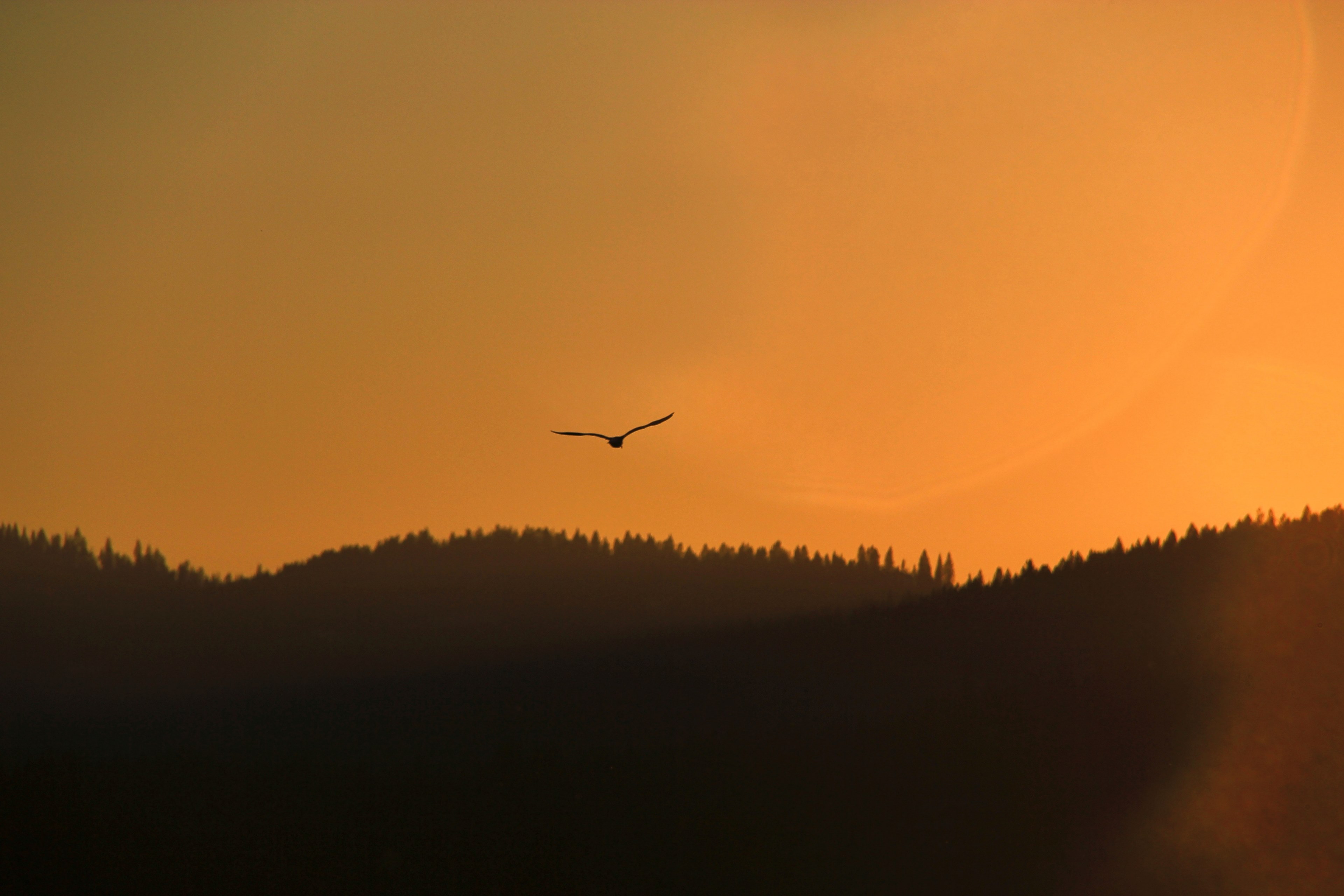 silhouette of a bird in flight against an orange sky at sunset, warm sunset sky 4k, HD Wallpaper