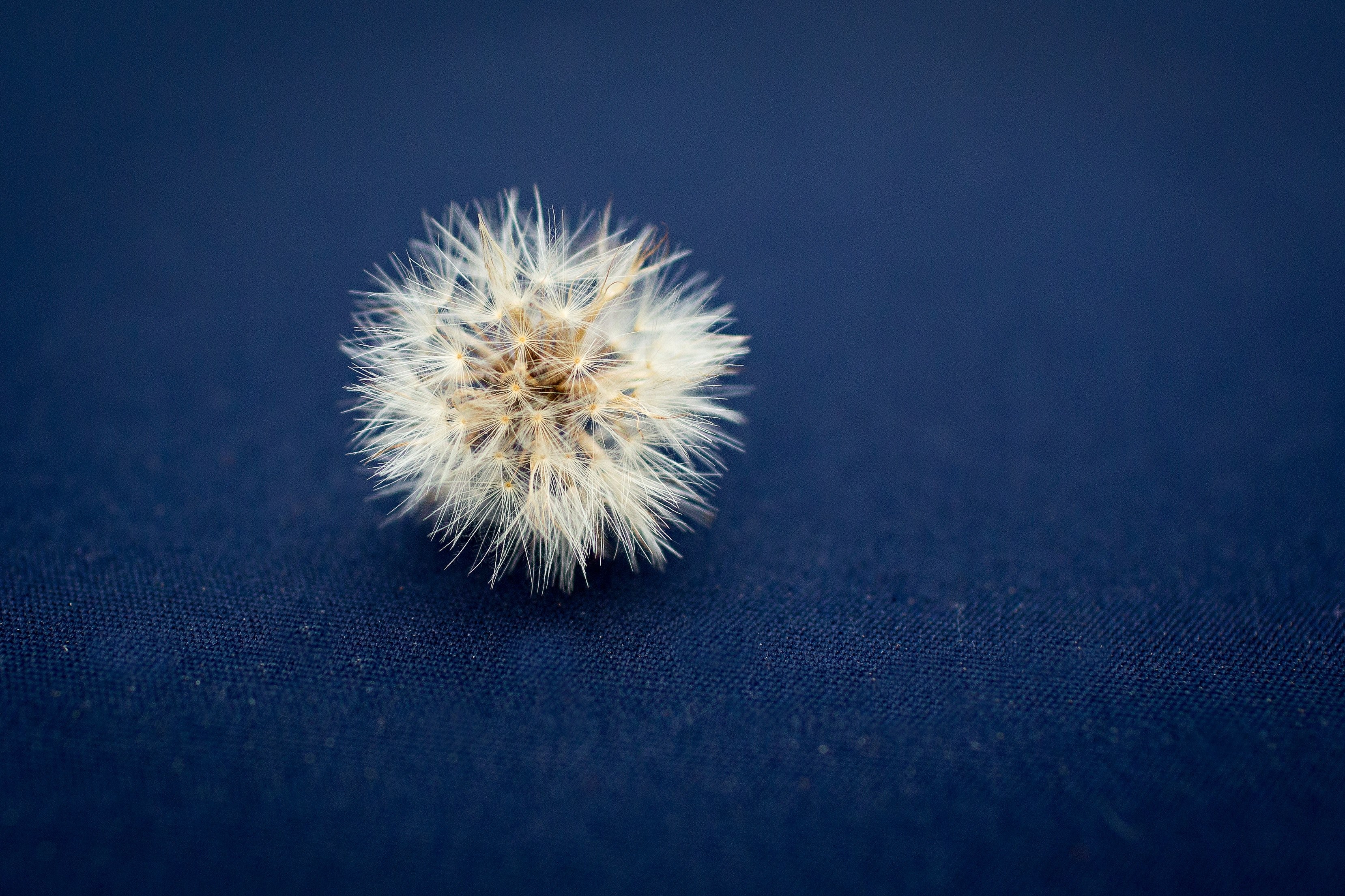 head of a dried up dandelion full of seeds on a blue backdrop, dandelion seeds 4k, HD Wallpaper