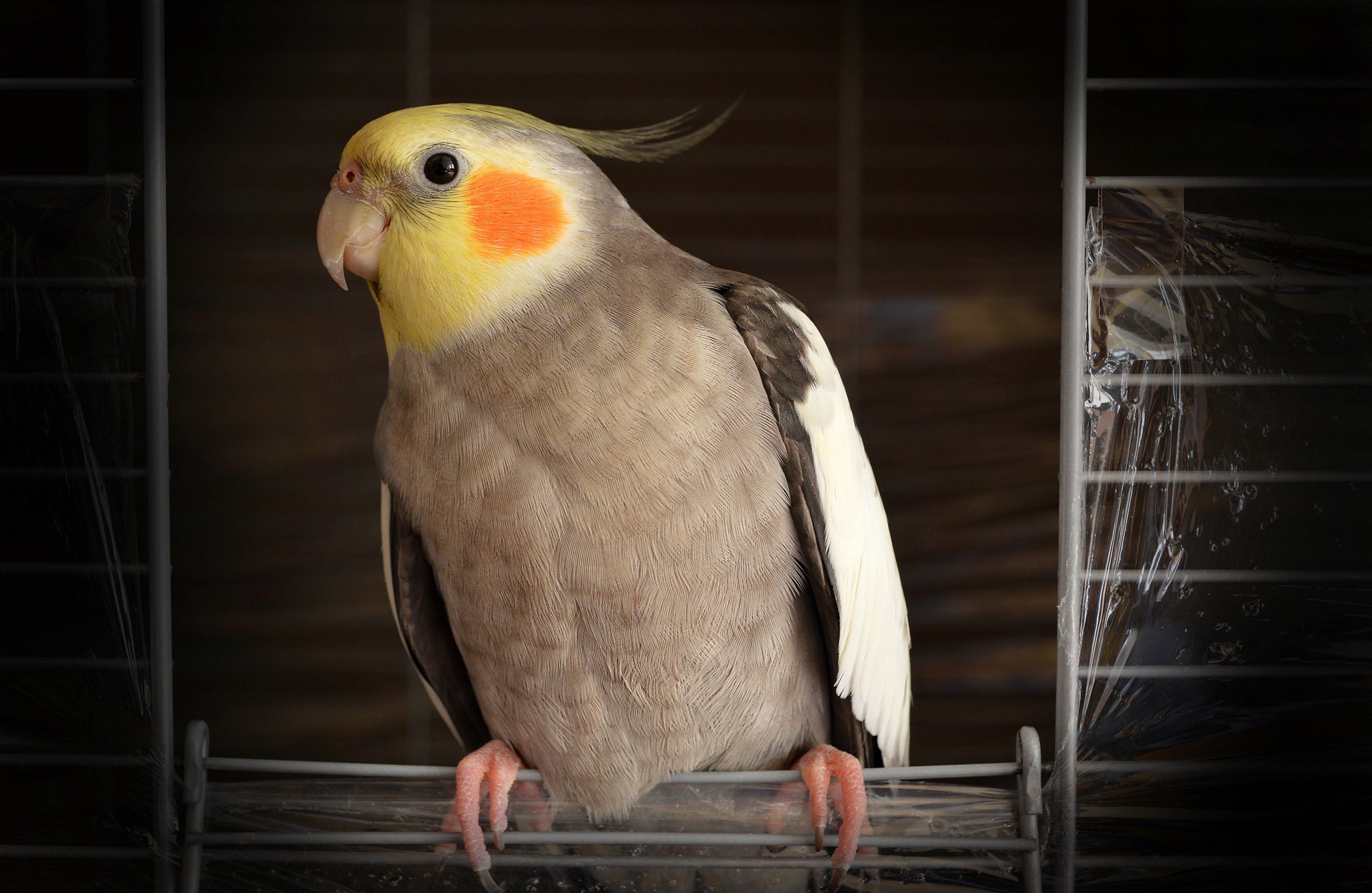 a orange spotted bird balancing on wire, orange spotted bird 4k, HD Wallpaper