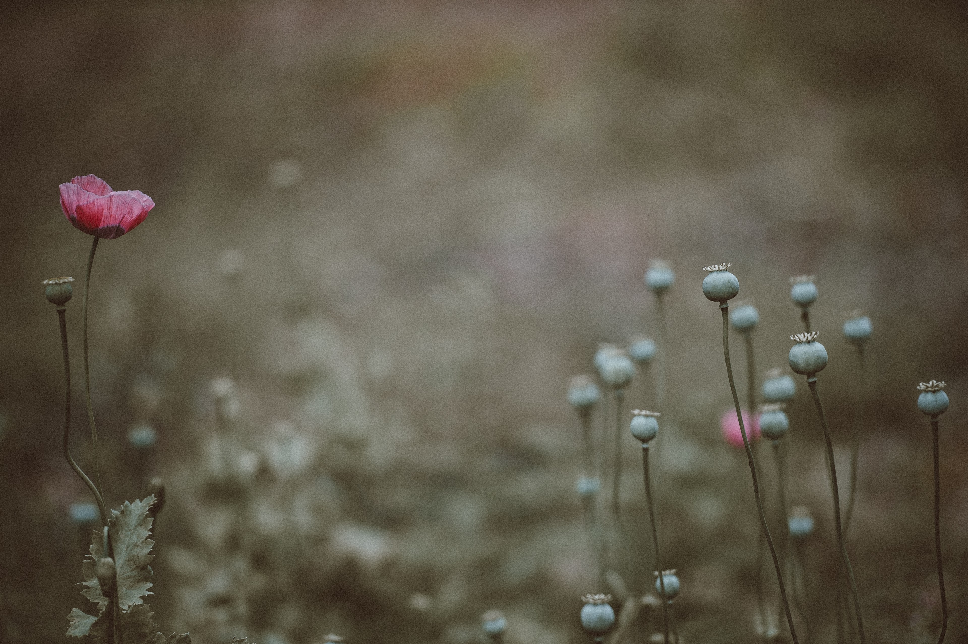a bleak shot of poppy heads in a meadow, pink poppy 4k, HD Wallpaper