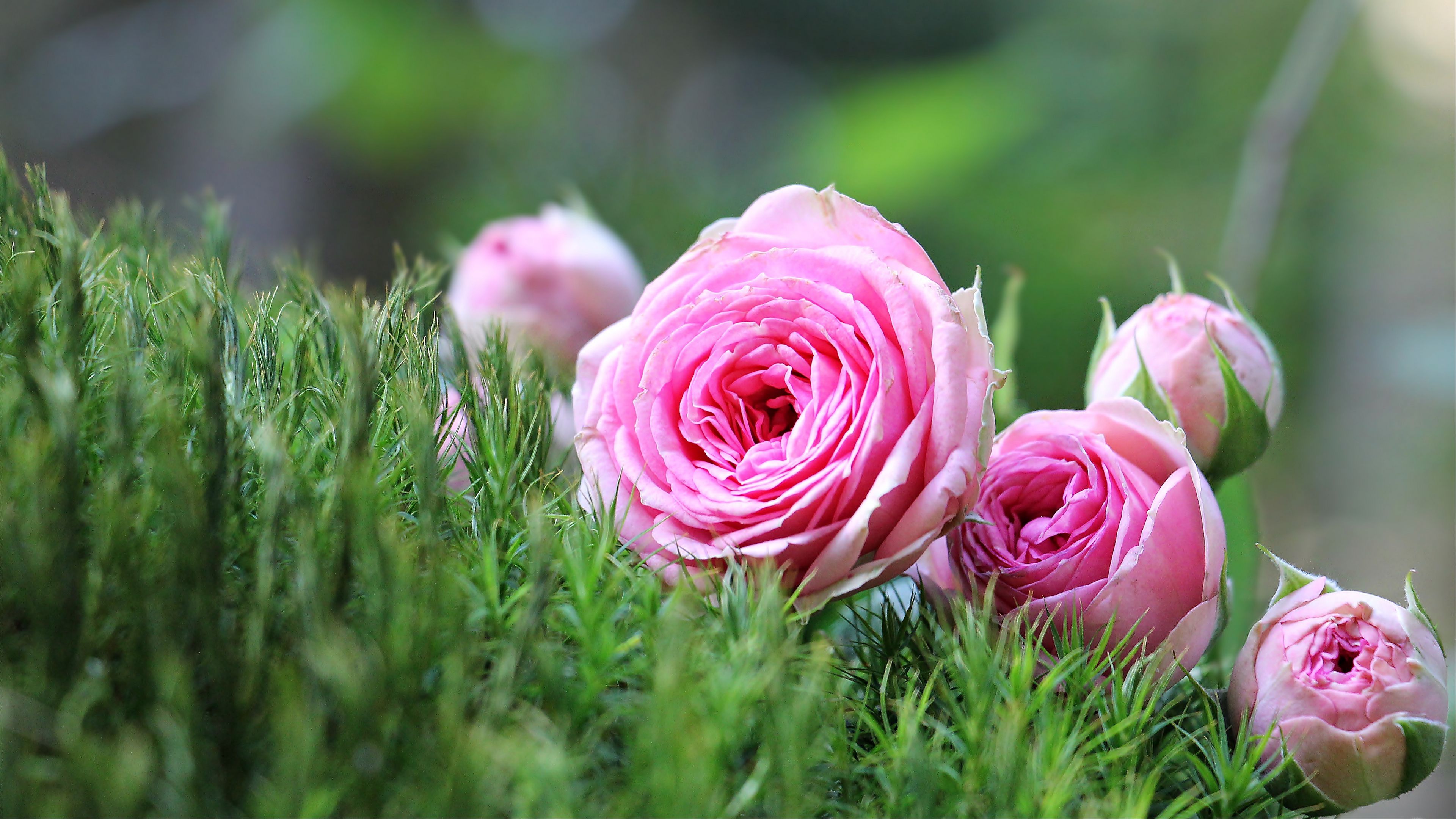roses, flowers, buds, bouquet, 4k, HD Wallpaper