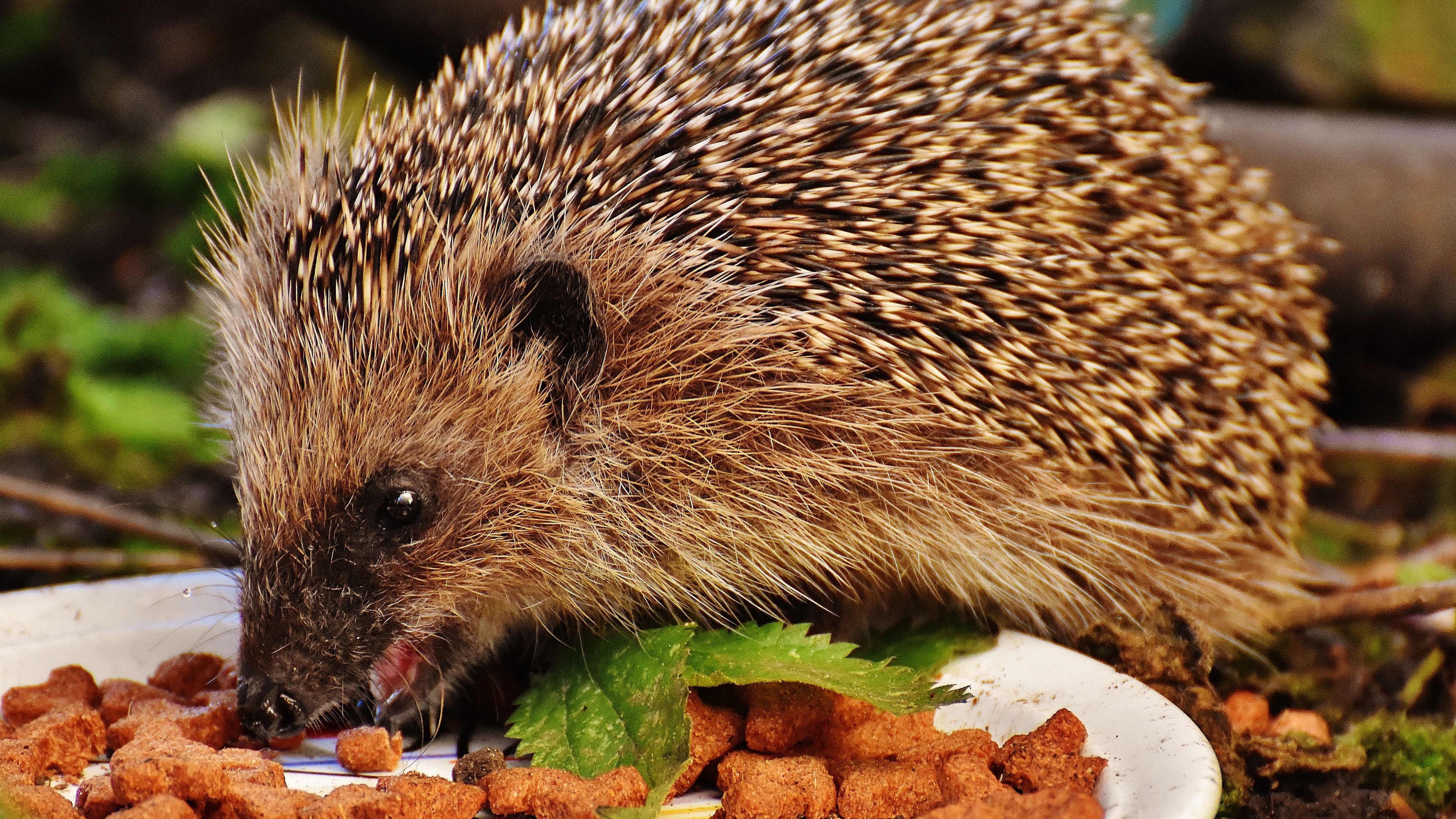 hedgehog, spines, food, 4k, HD Wallpaper