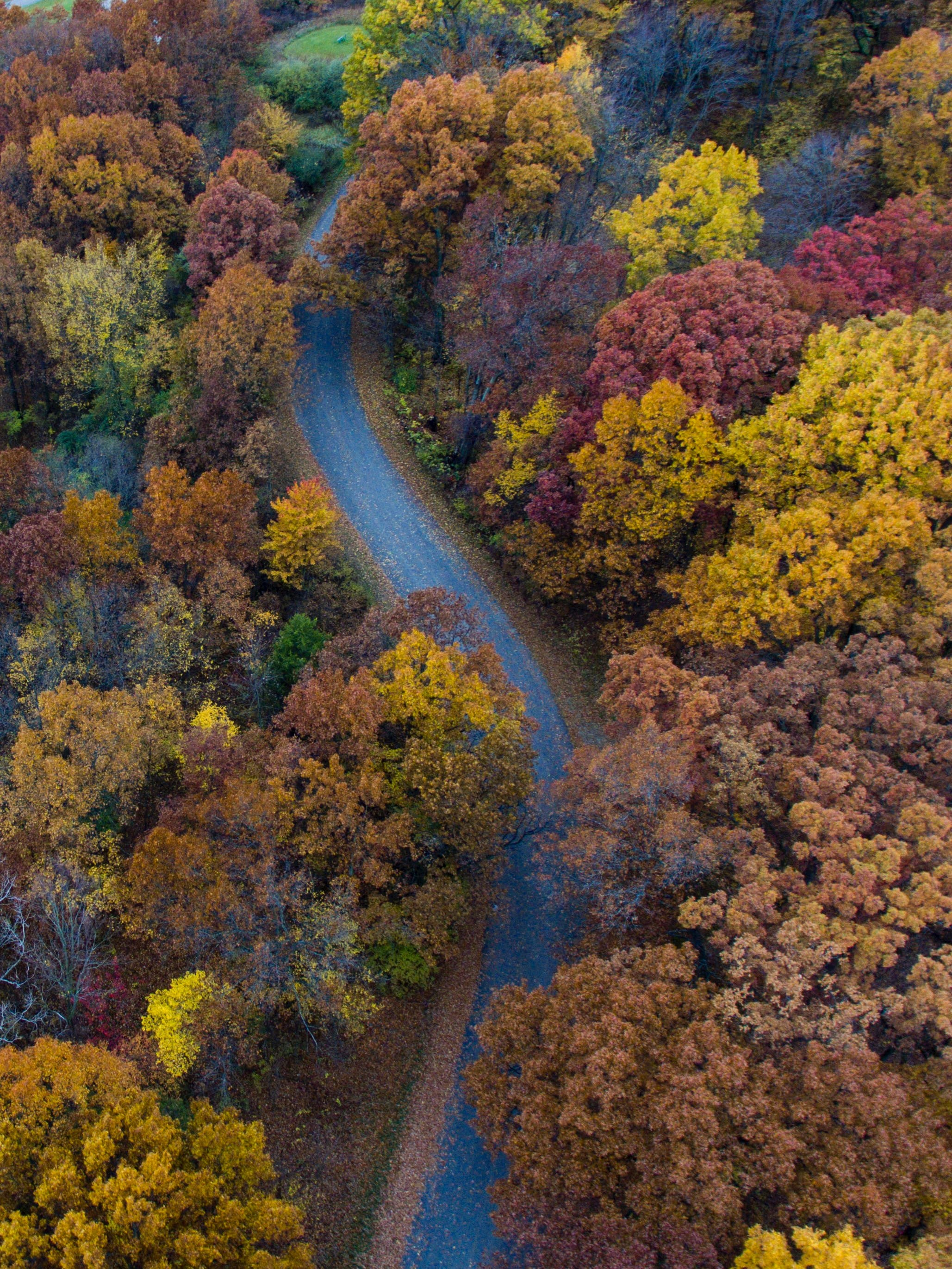 a drone shot of a curve in a road near autumn colored trees, autumn road from above 4k, Phone HD Wallpaper