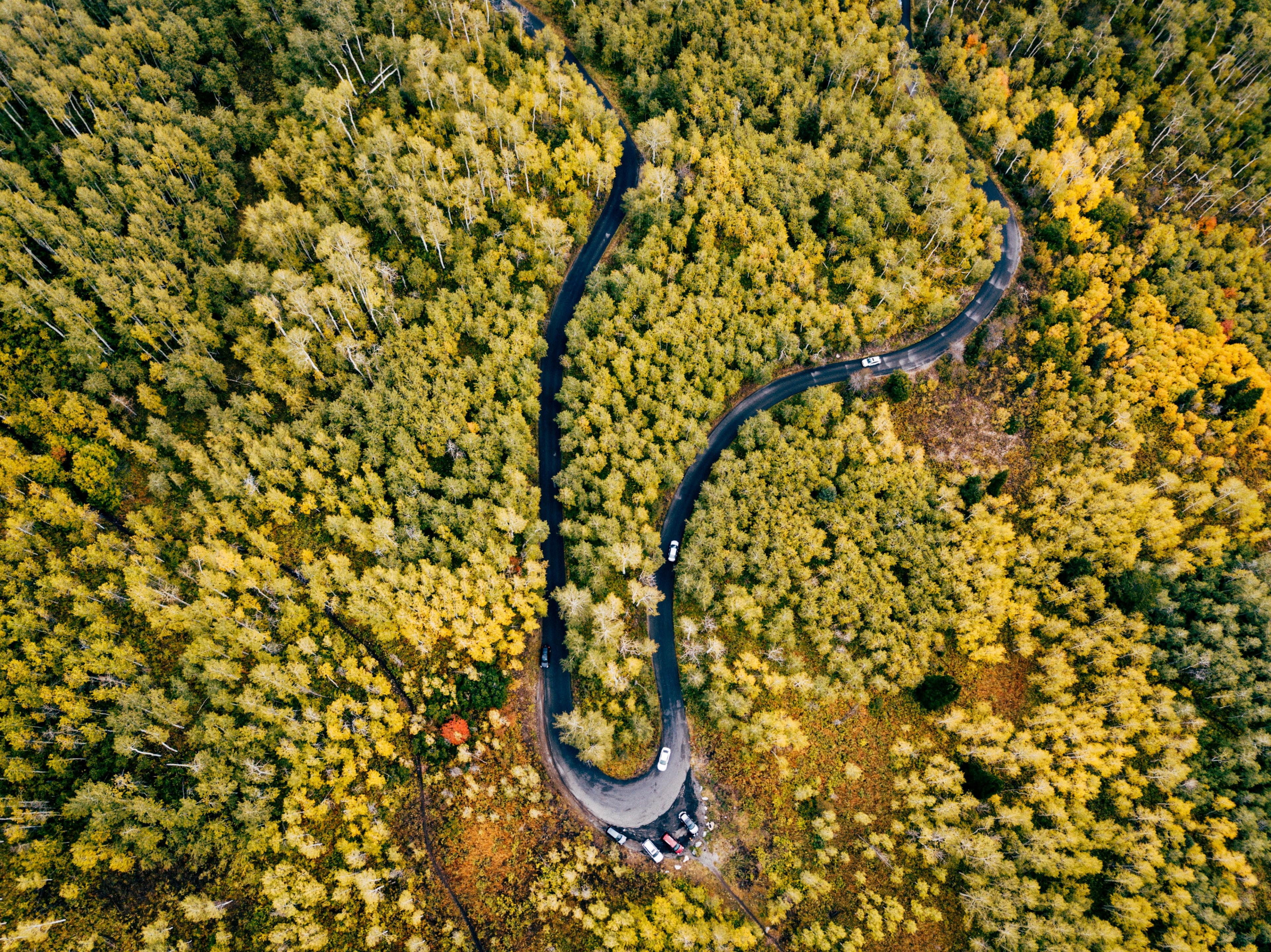 tree woodland forest and track 4k, HD Wallpaper