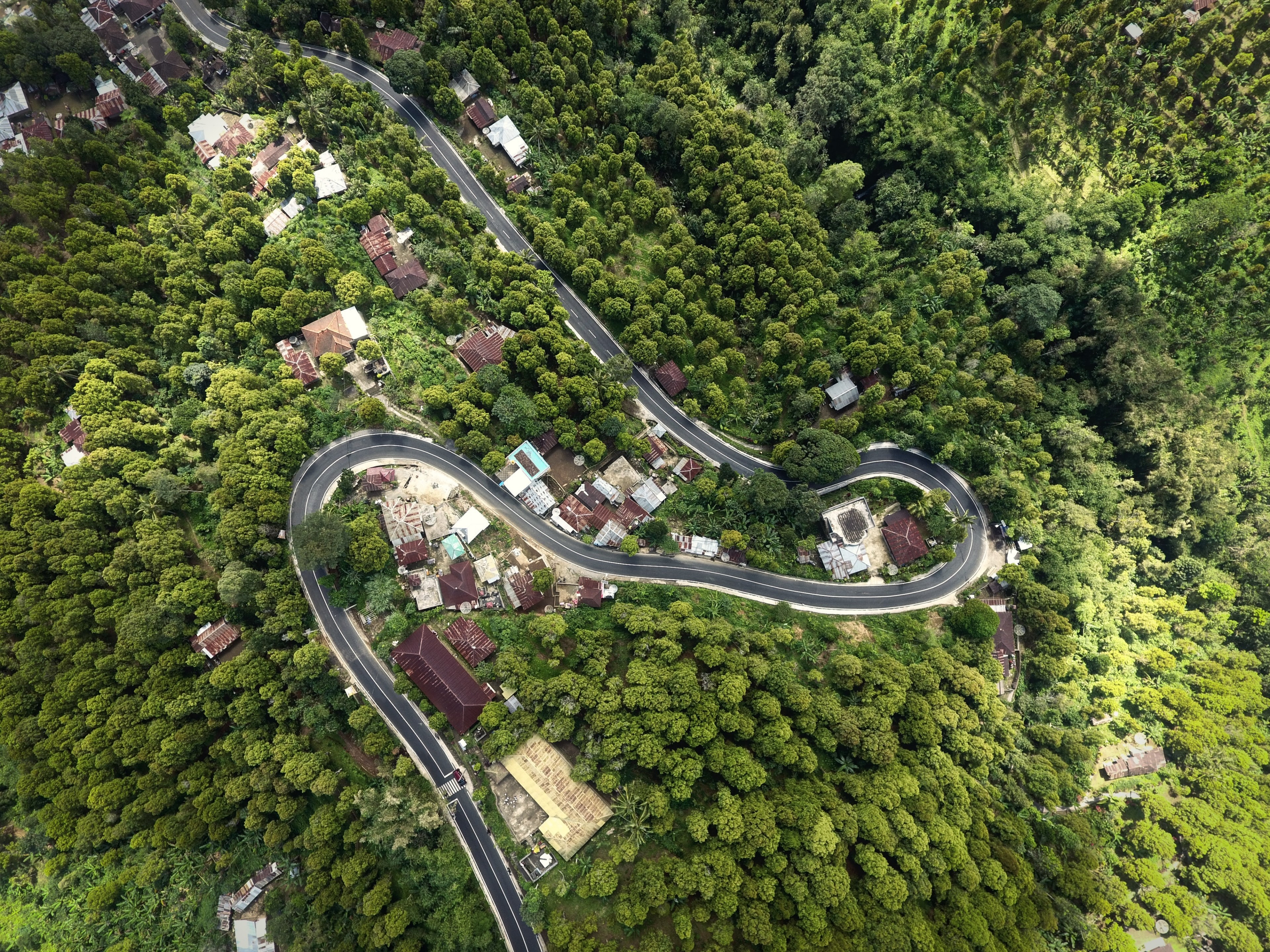 curvy jungle road 4k, HD Wallpaper