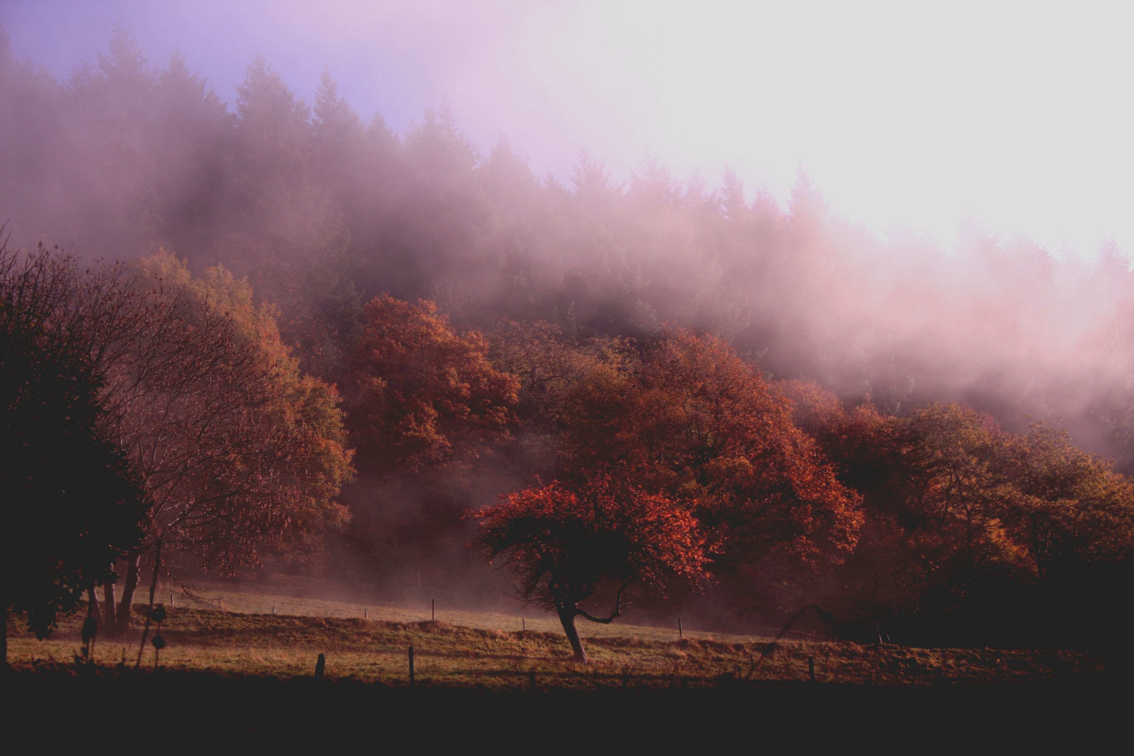 orange leaved autumn trees at the edge of a forest wreathed in a pink hued mist, pink mist over orange trees 4k, HD Wallpaper