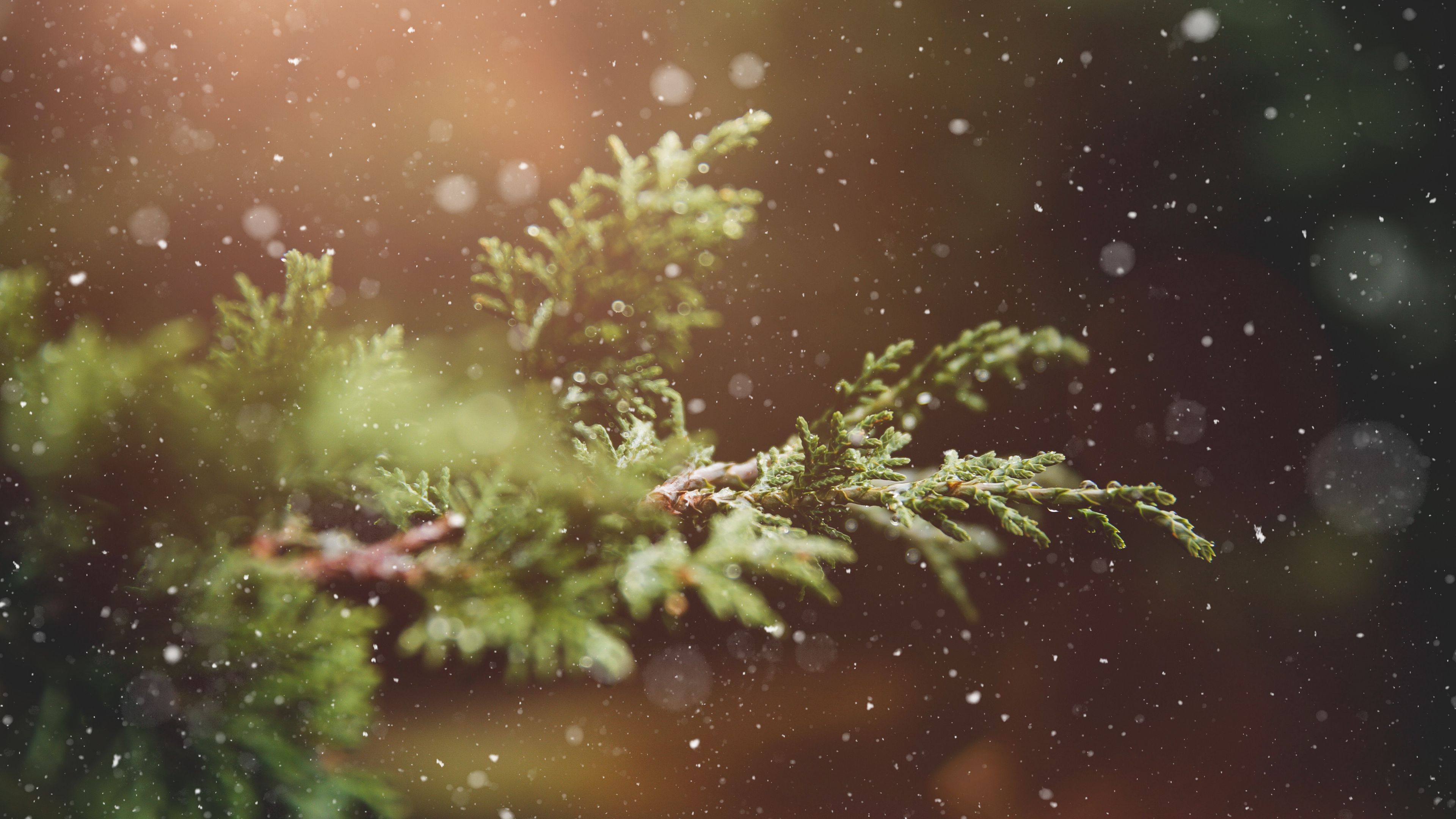 branches, snow, glare, 4k, HD Wallpaper