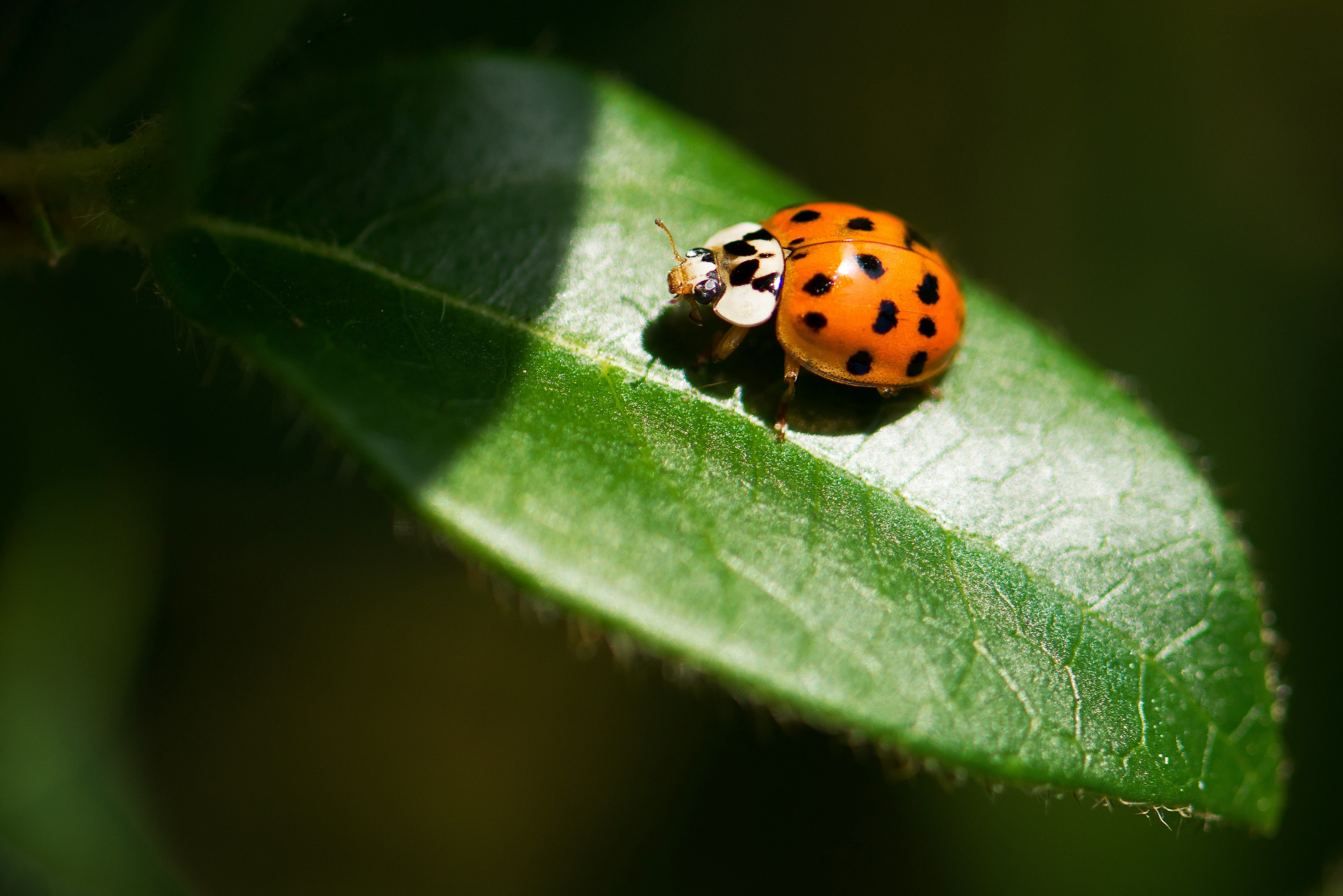 ladybug ladybird red and spots 4k, HD Wallpaper