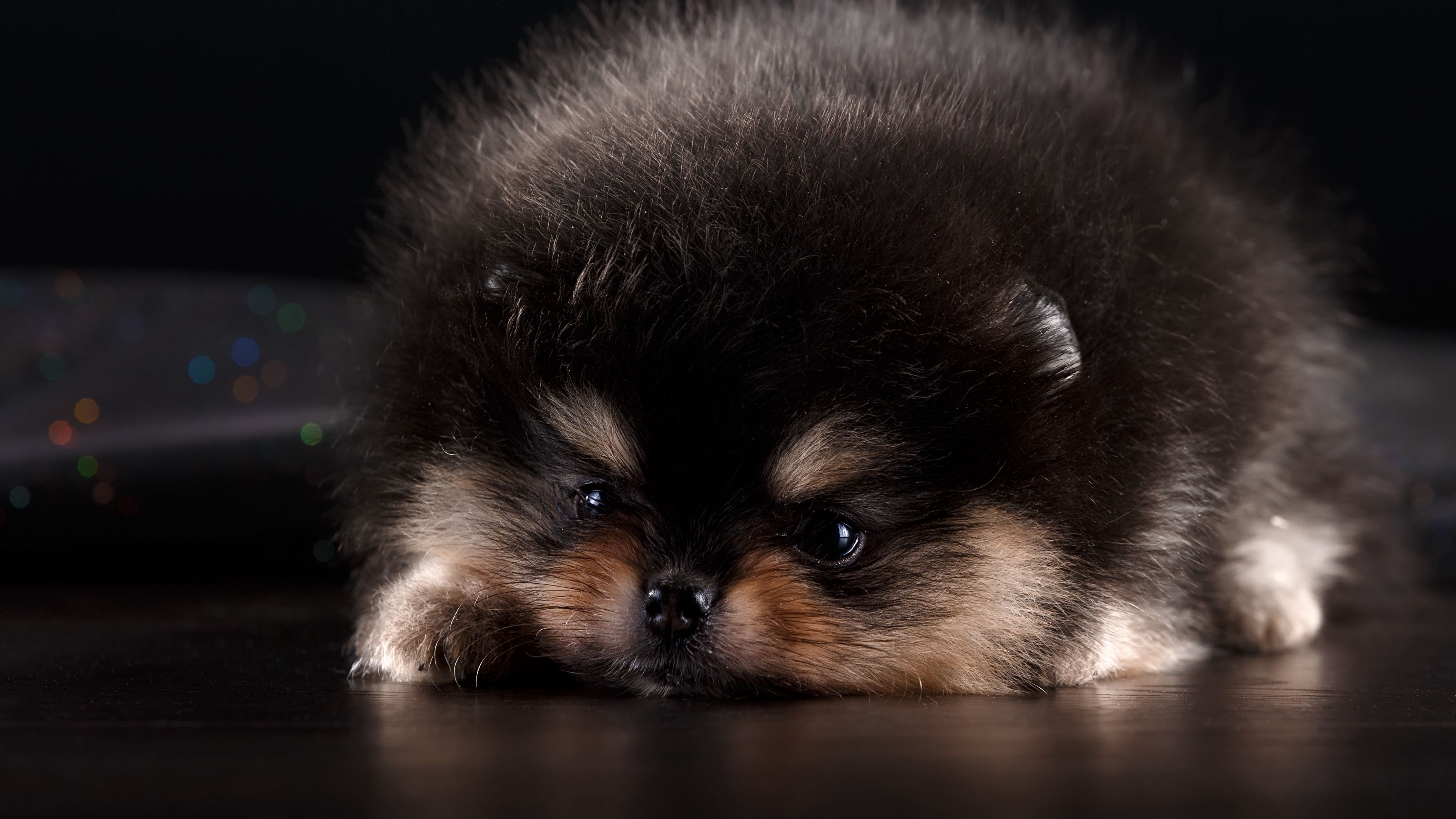 spitz, puppy, dog, furry, cute, 4k, HD Wallpaper