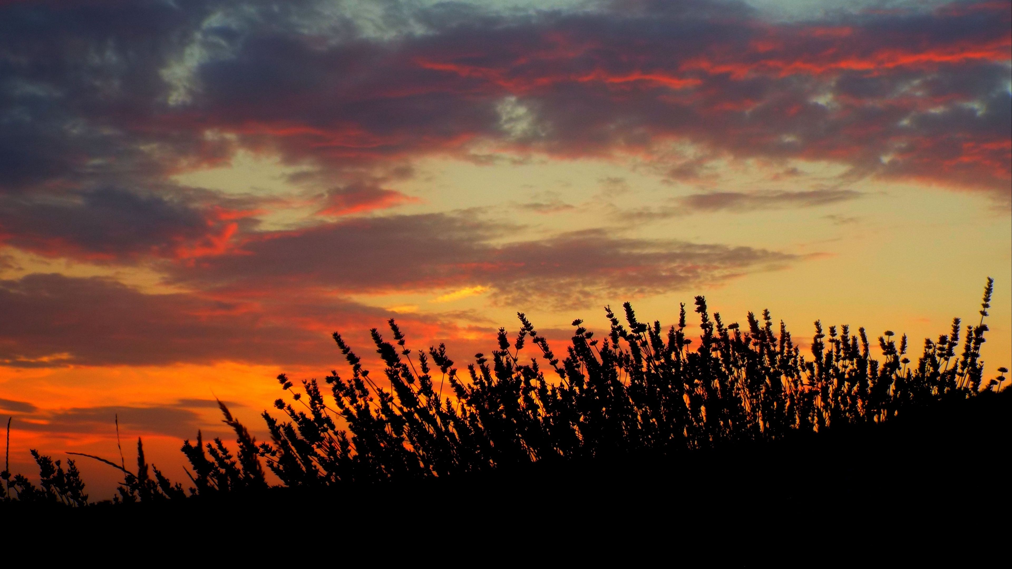 sunset, lavender, field, 4k, HD Wallpaper