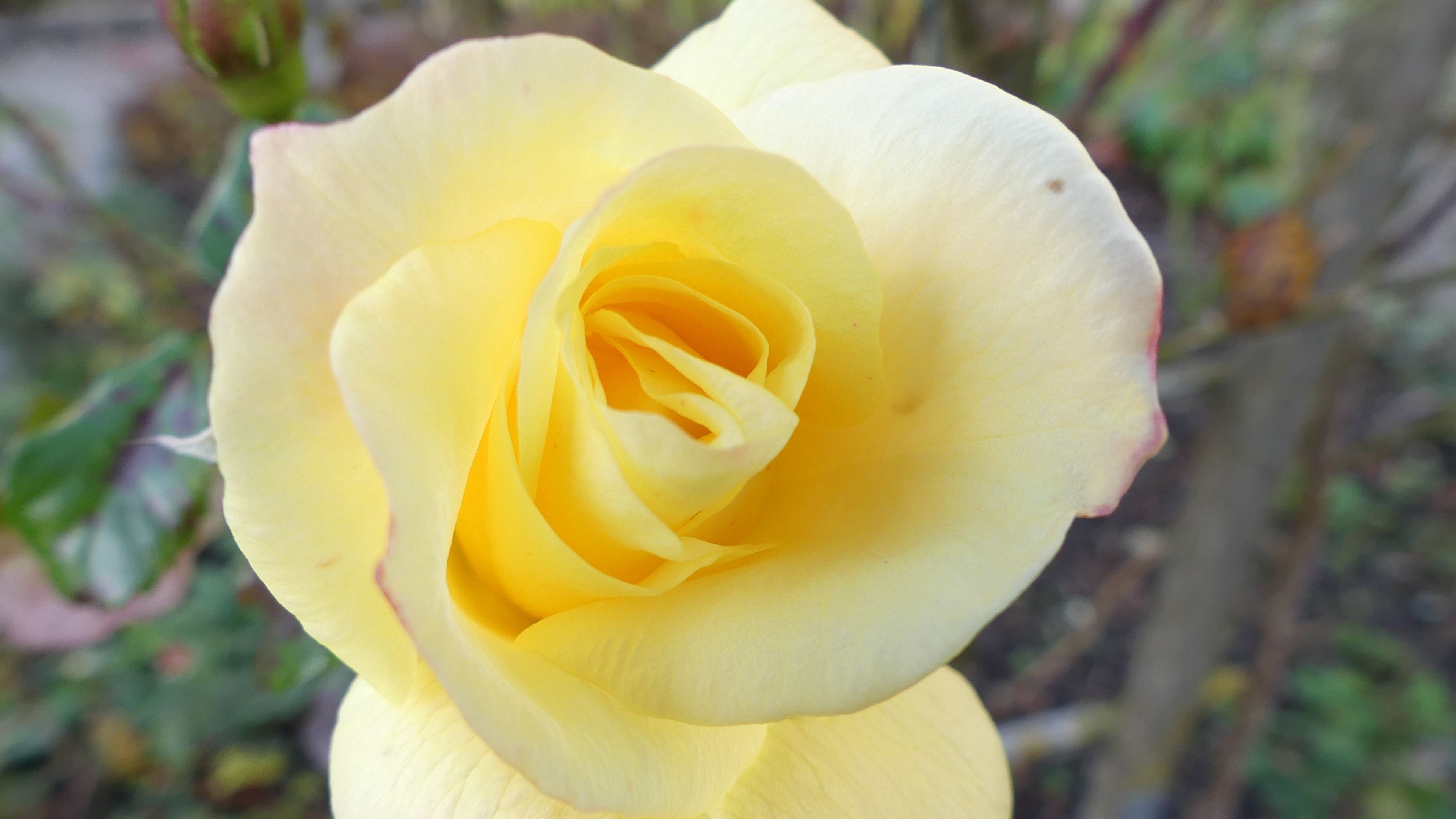 rose, flower, bud, petals, 4k, HD Wallpaper