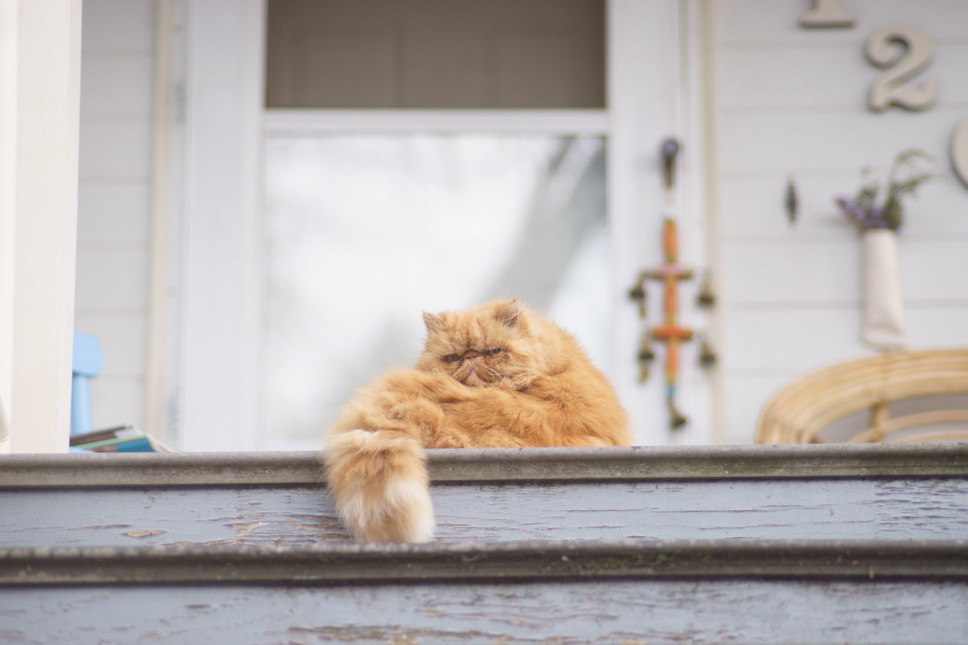 a fluffy ginger cat curled up near a porch, jack of hearts ii 4k, HD Wallpaper