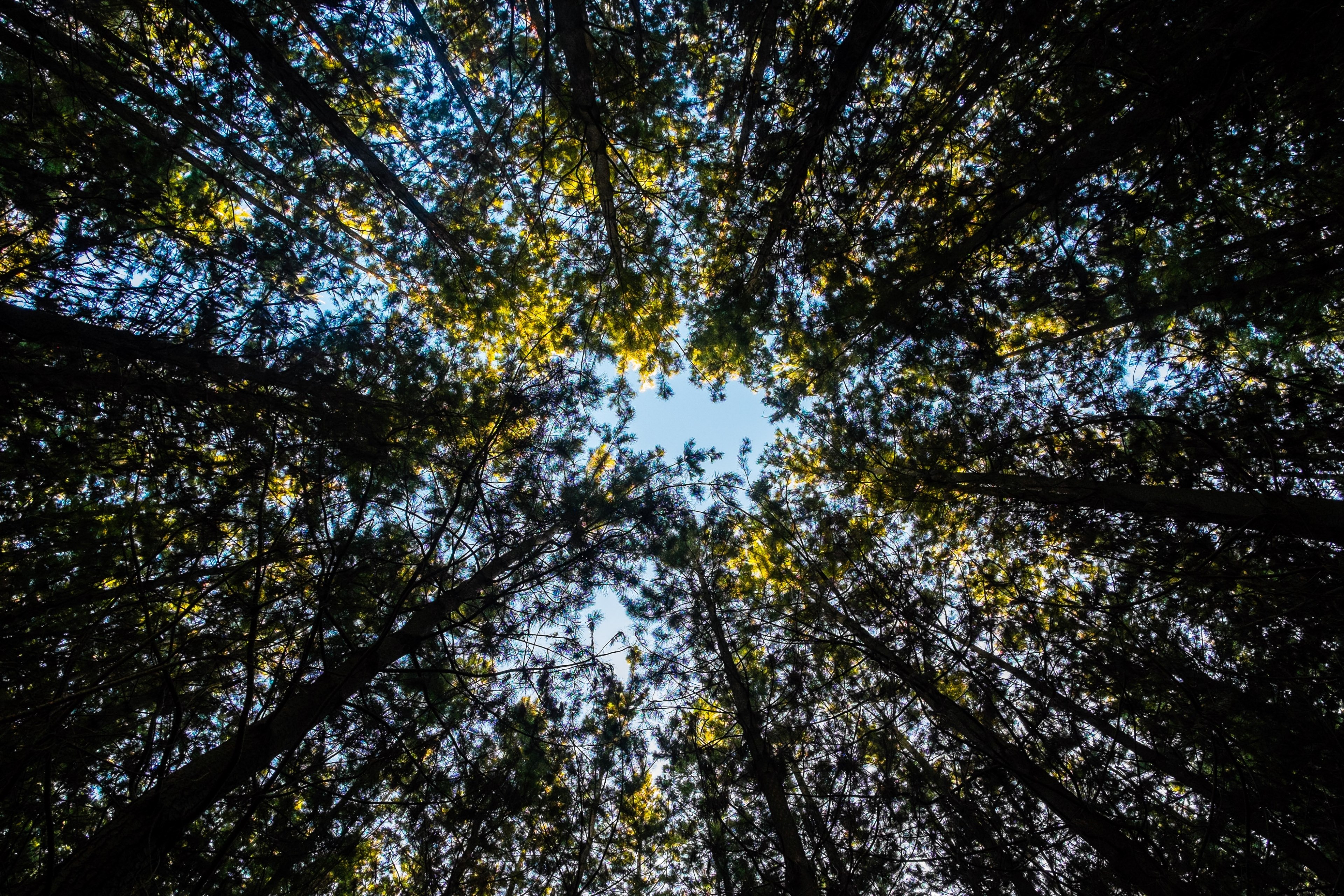 a dark canopy of tall trees illuminated by the sun from the top, trees reaching towards the sun 4k, HD Wallpaper