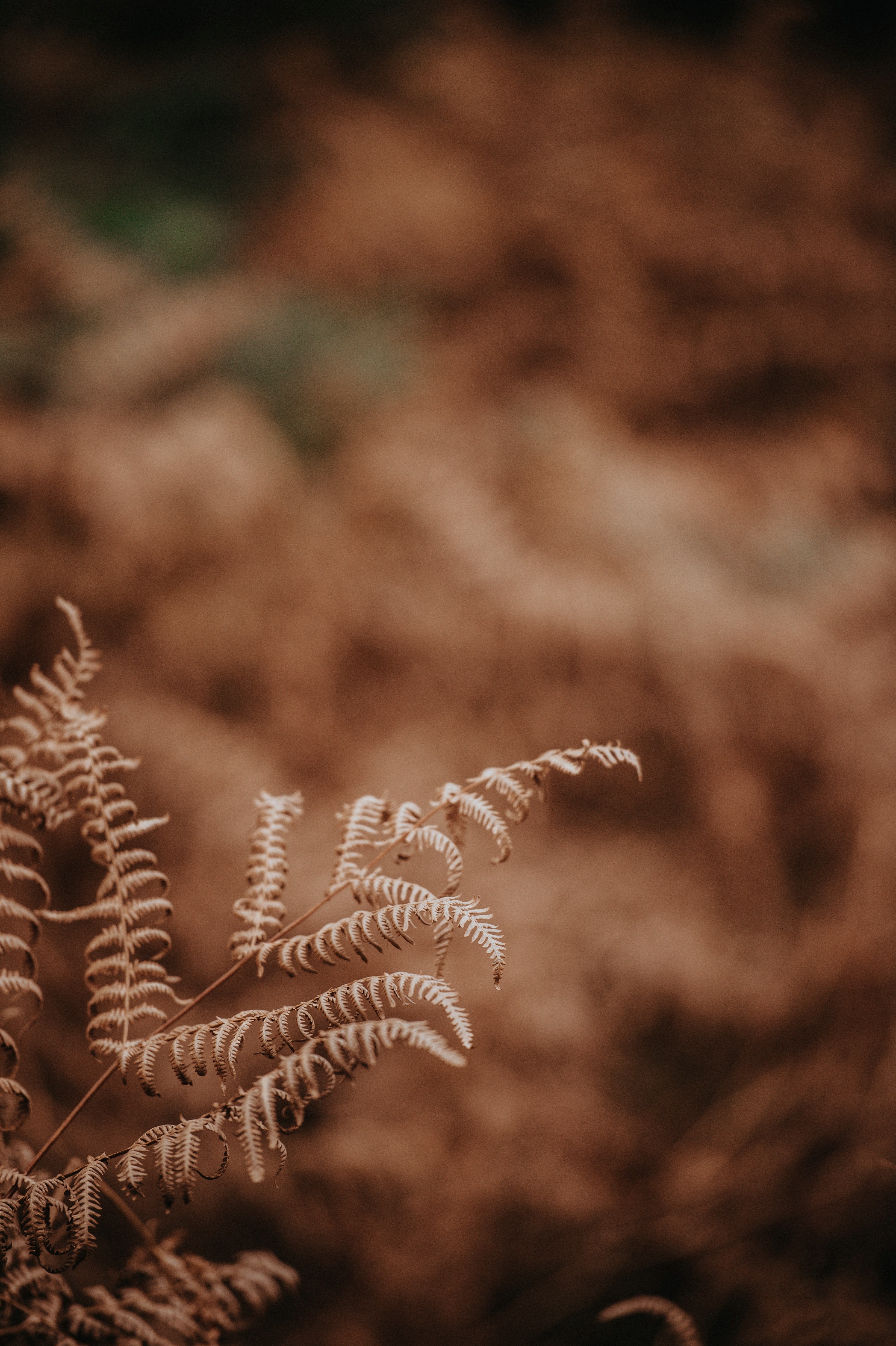 golden ferns 4k, Phone HD Wallpaper