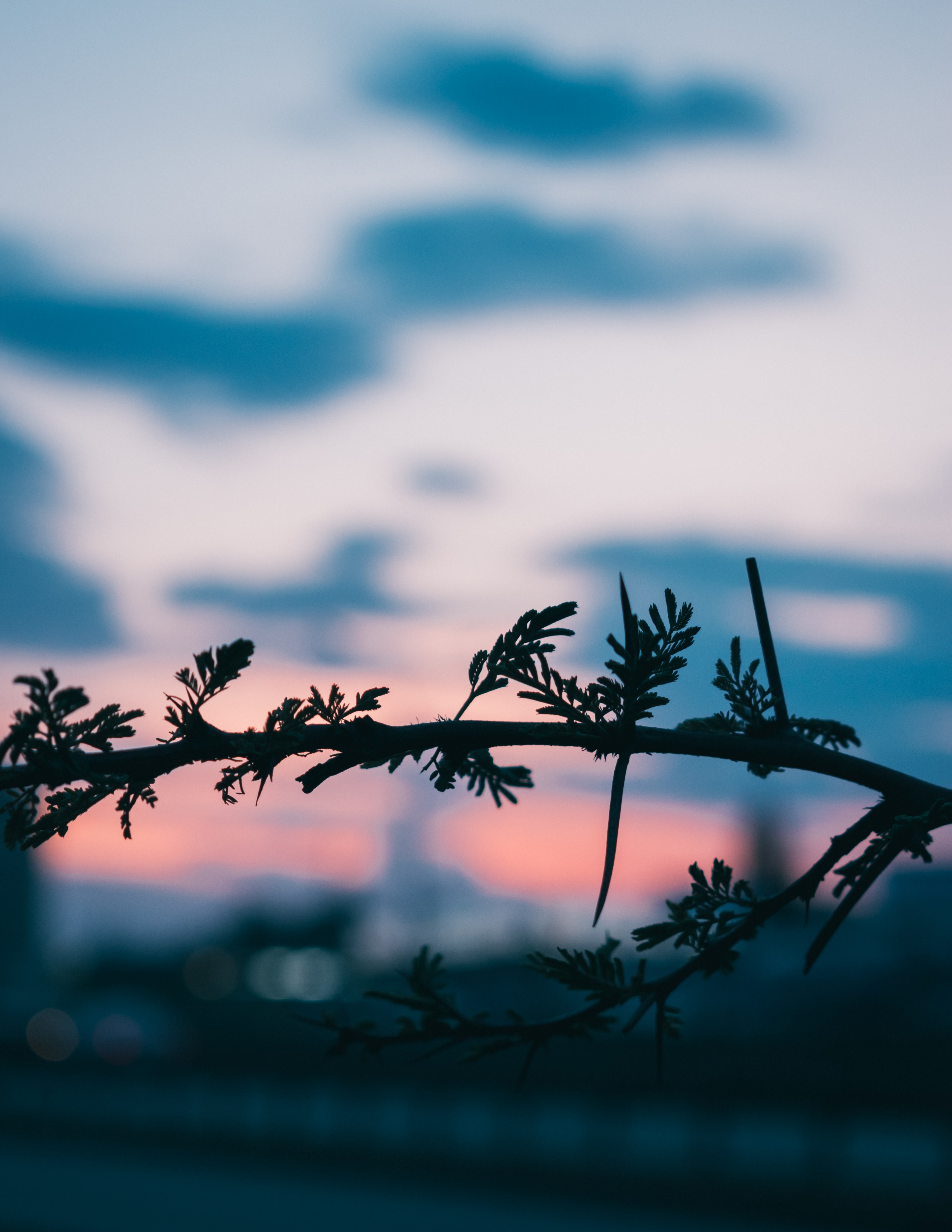 nature blue pink and golden hour hd, 4k, Phone HD Wallpaper