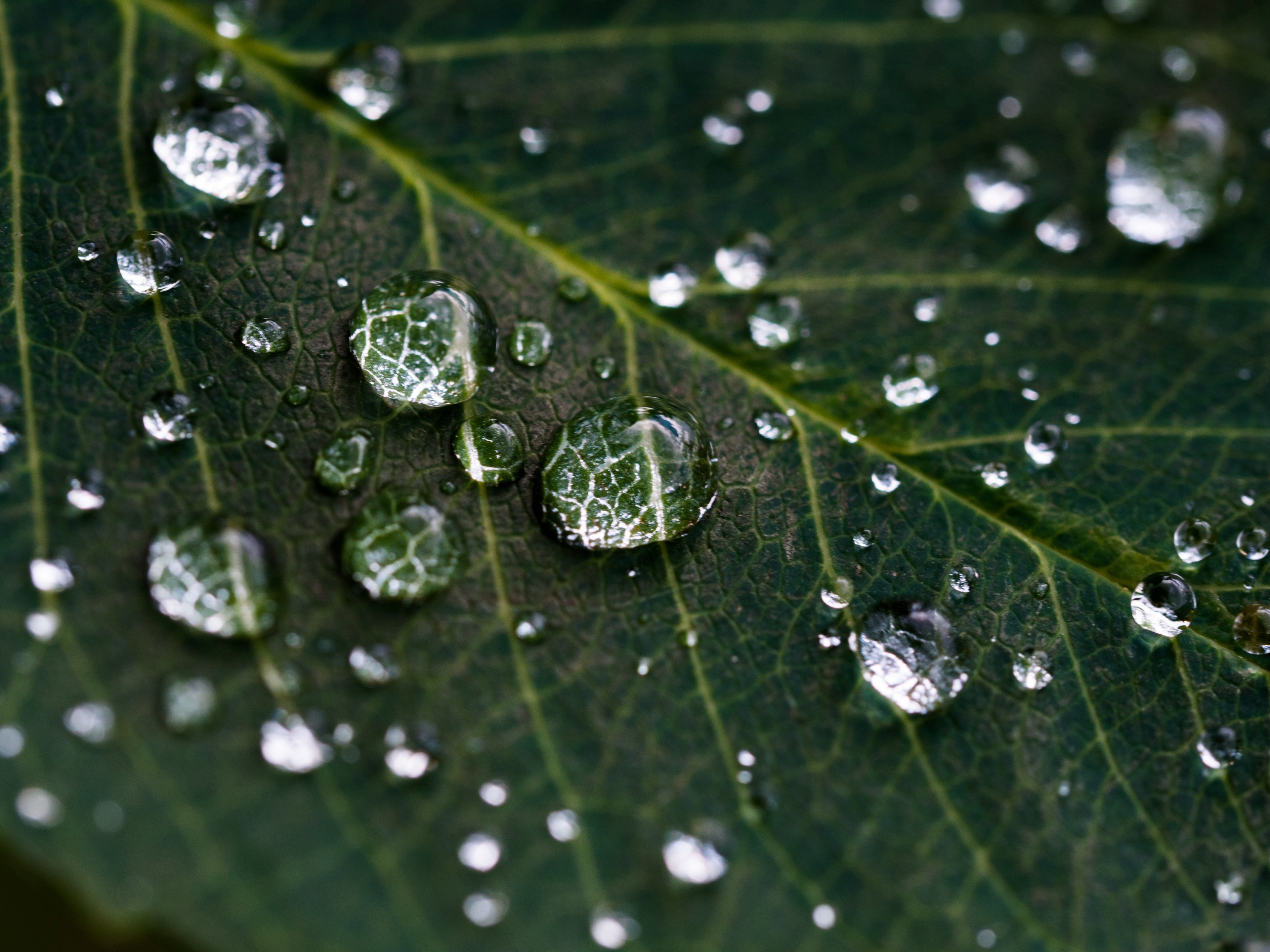 a macro shot of droplets of water on the veiny surface of a dark green leaf, dew on a dark green leaf 4k, HD Wallpaper