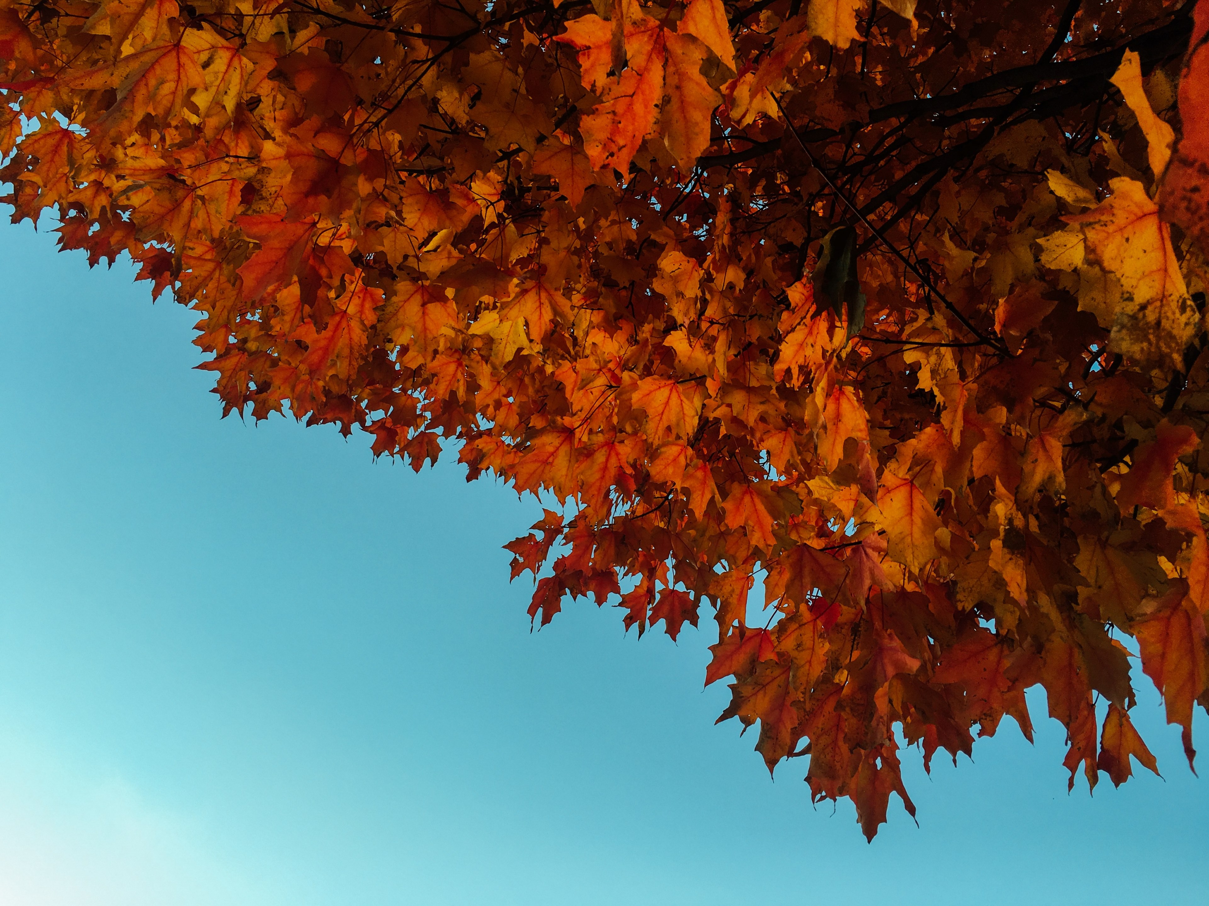orange maple leaves and fall foilage against the blue sky, fall foliage 4k, HD Wallpaper