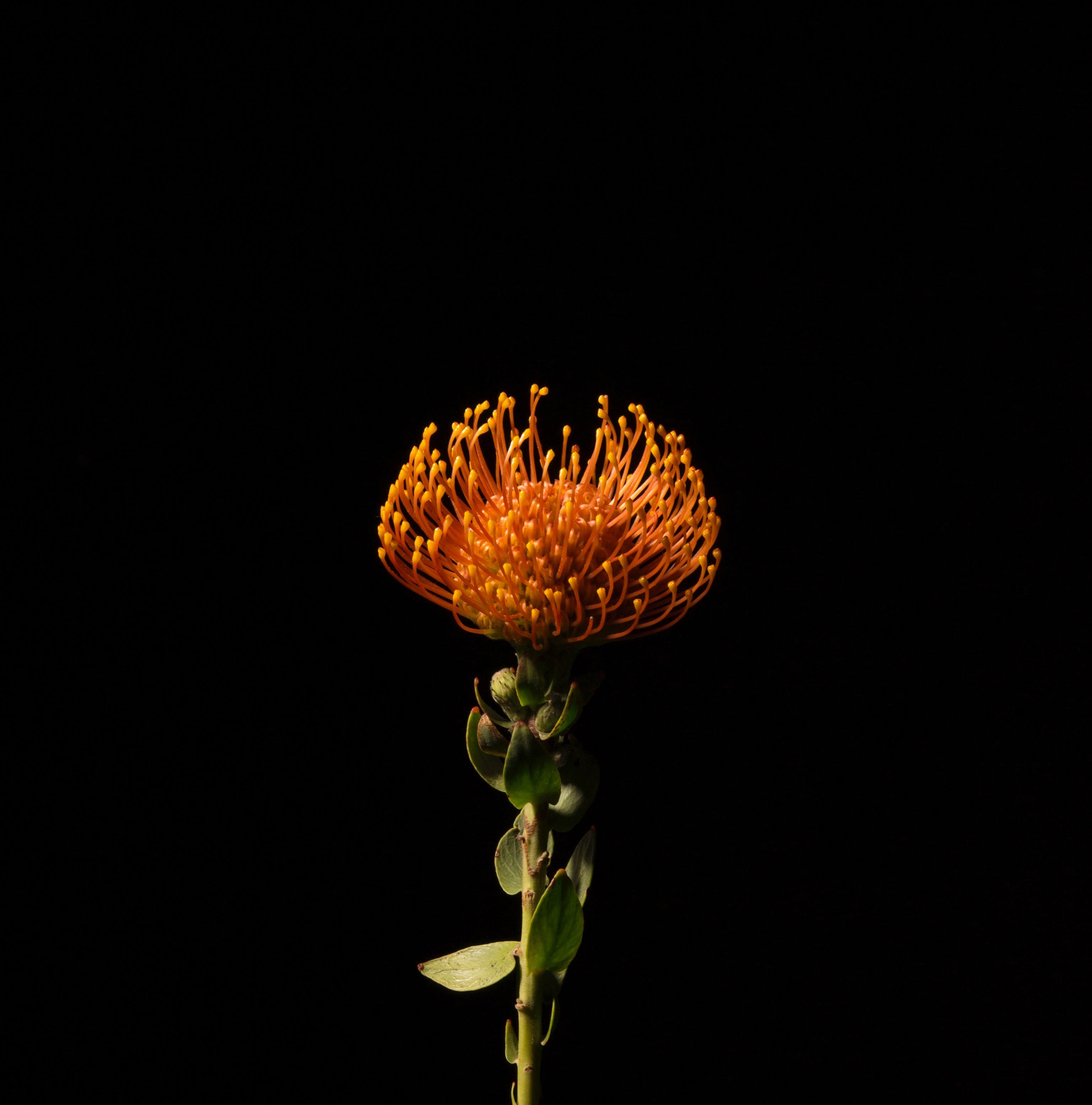 flower dark black and orange hd, 4k, Phone HD Wallpaper