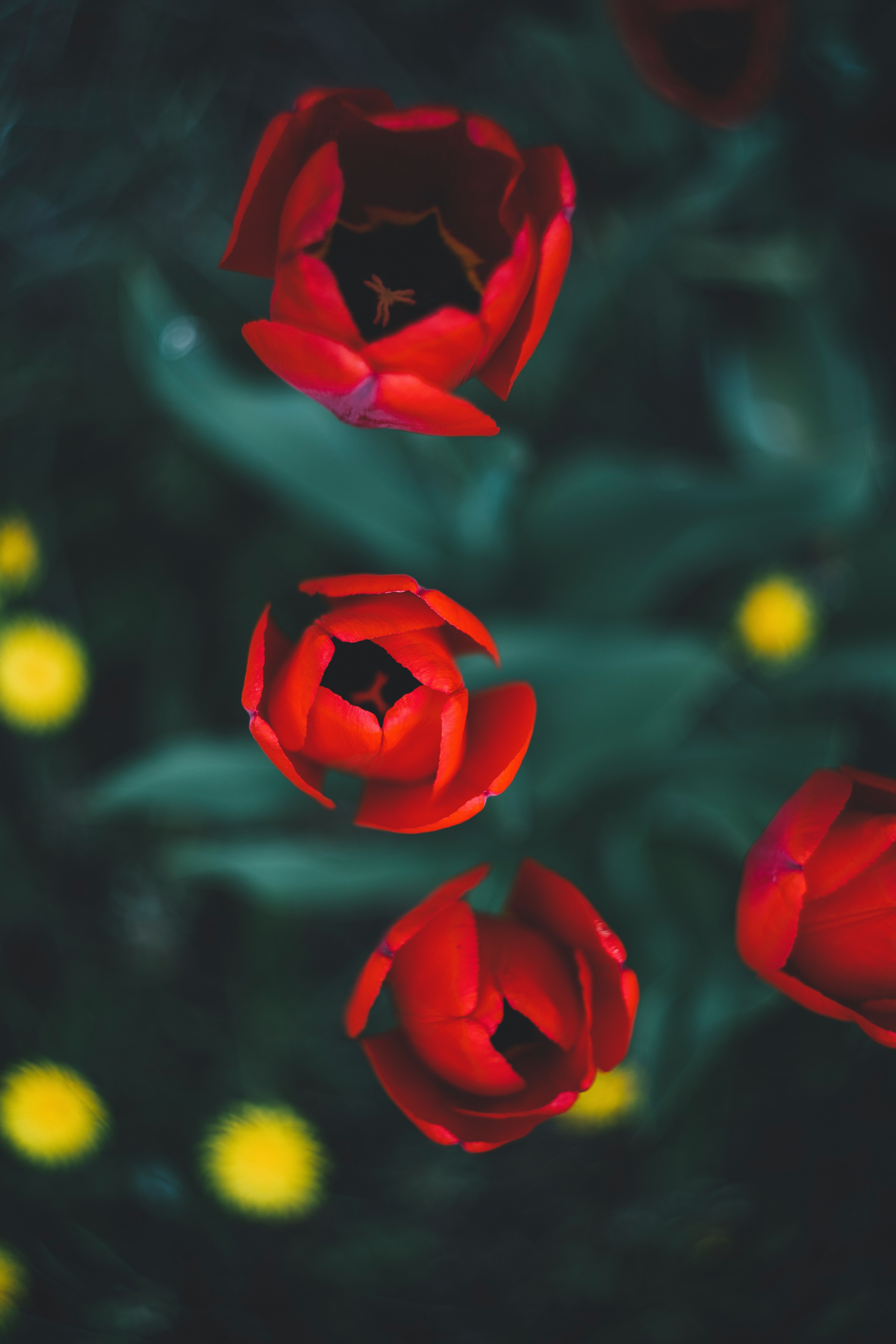 an overhead shot of red tulips opening up to take in the sun, red tulips opening in the morning 4k, Phone HD Wallpaper