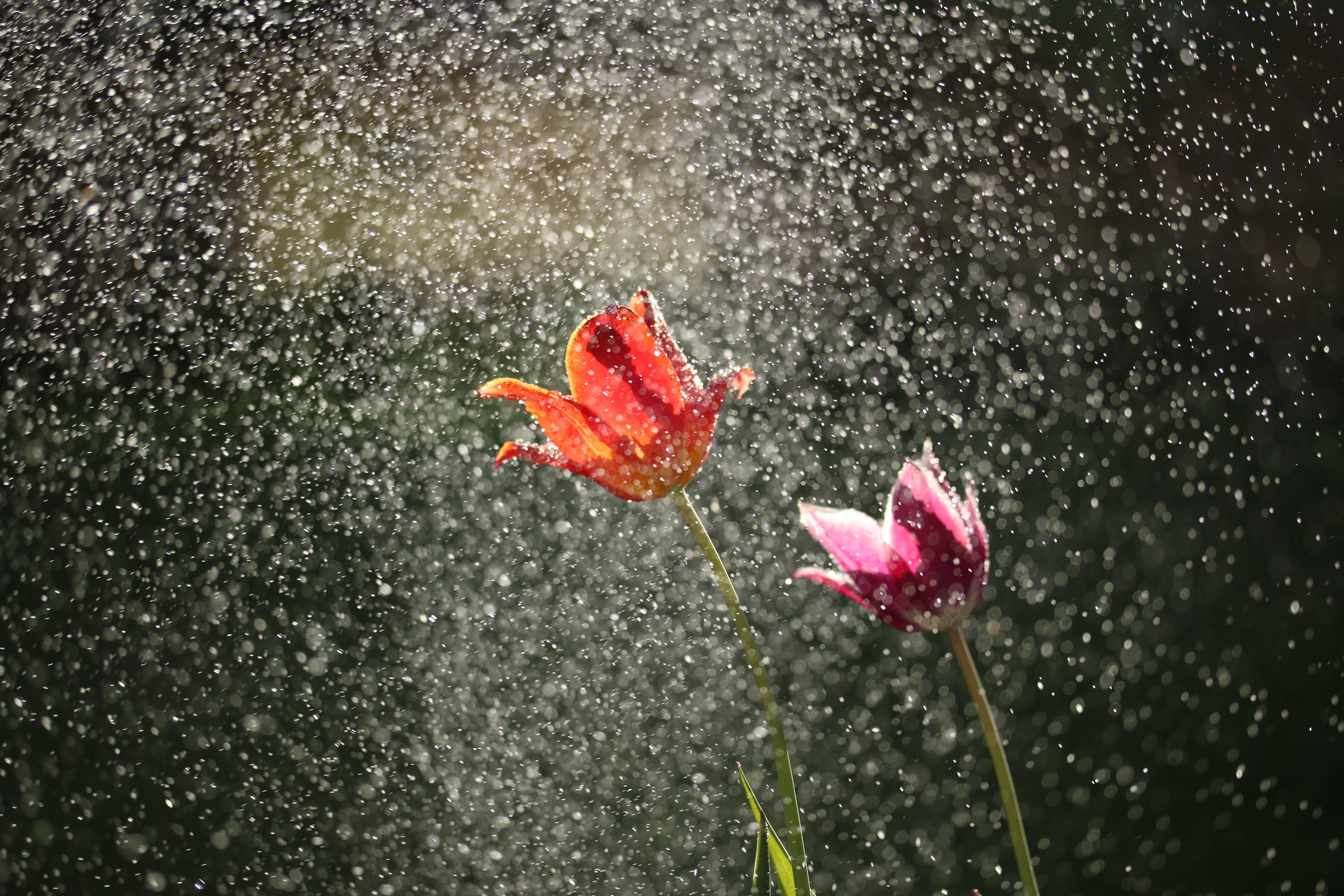 two tulips surrounded by a mist of tiny water droplets, spring showers 4k, HD Wallpaper