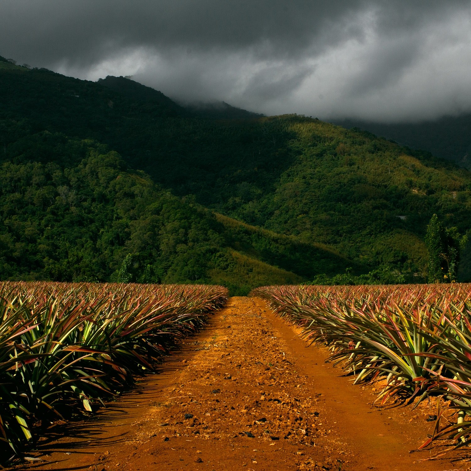 a red dirt road leading towards green hills in taiwan, red path 4k, HD Wallpaper
