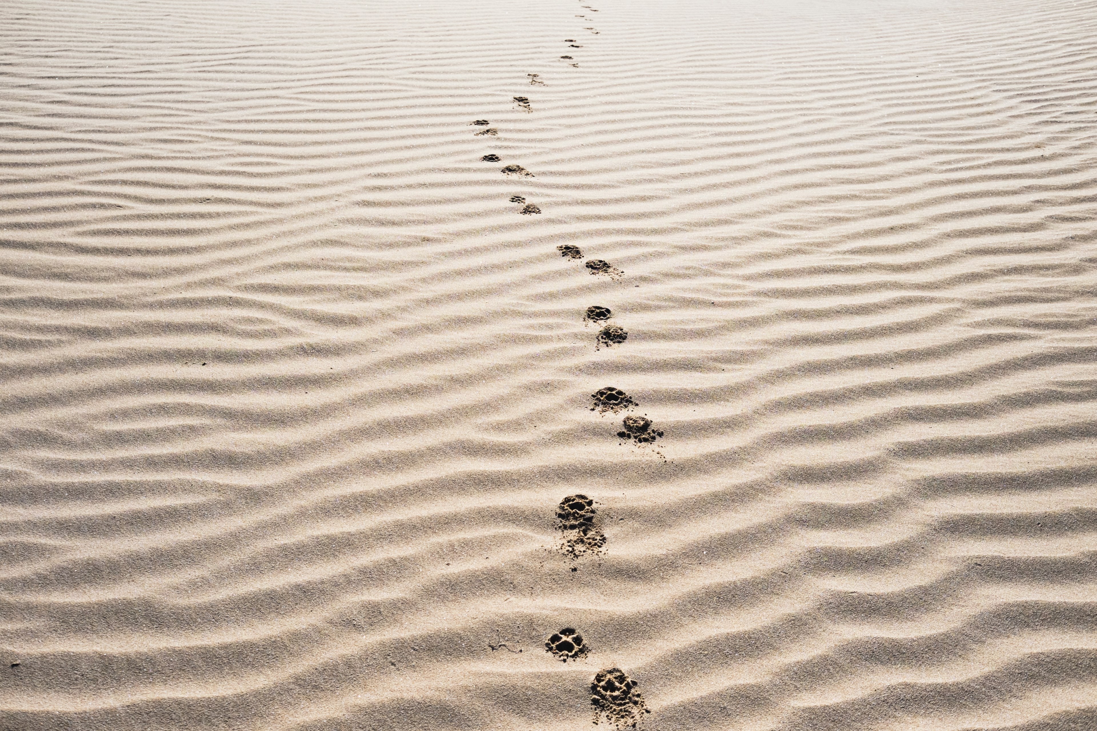 sand footprint tracks and footstep 4k, HD Wallpaper