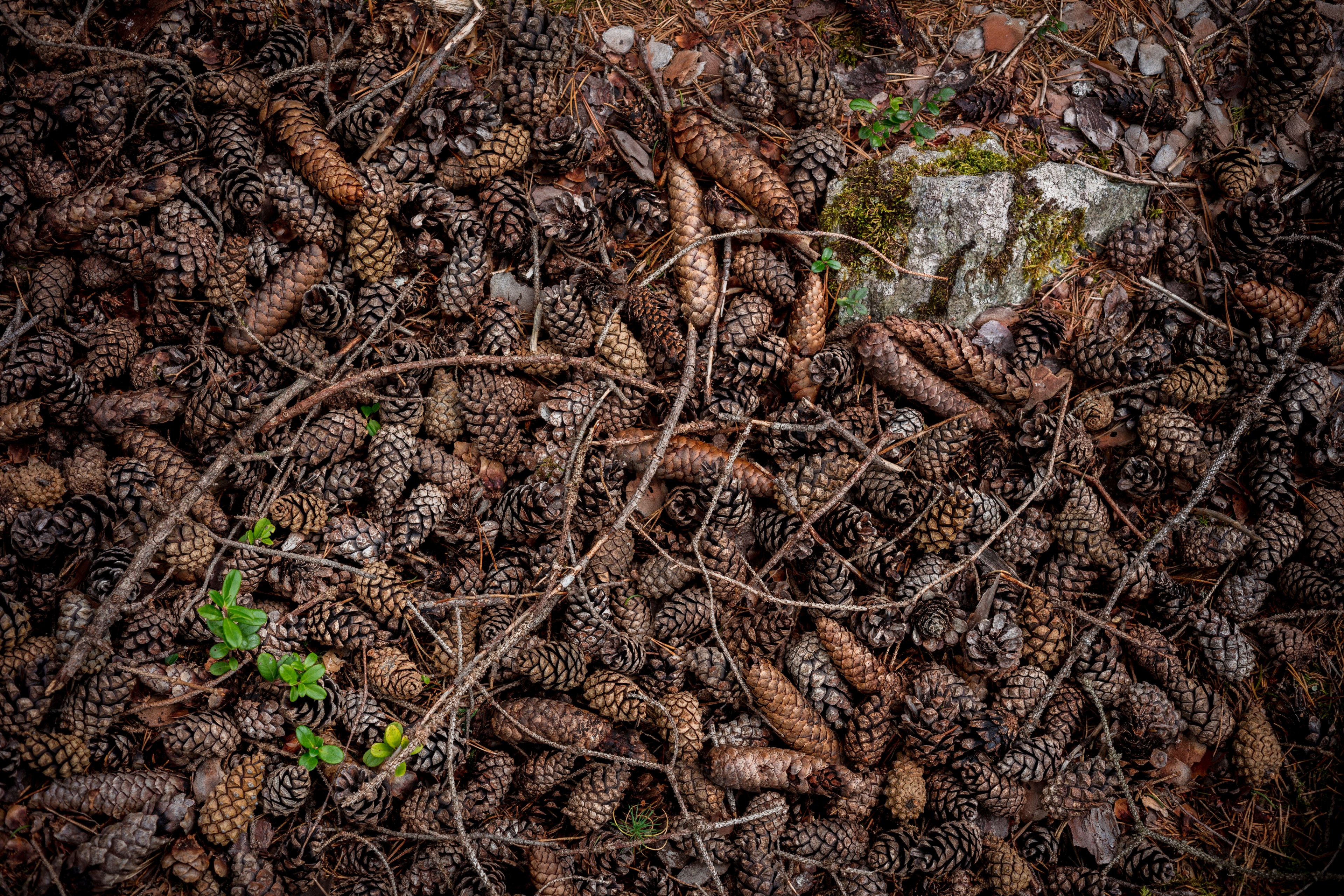 pinecone branches ground and stick 4k, HD Wallpaper