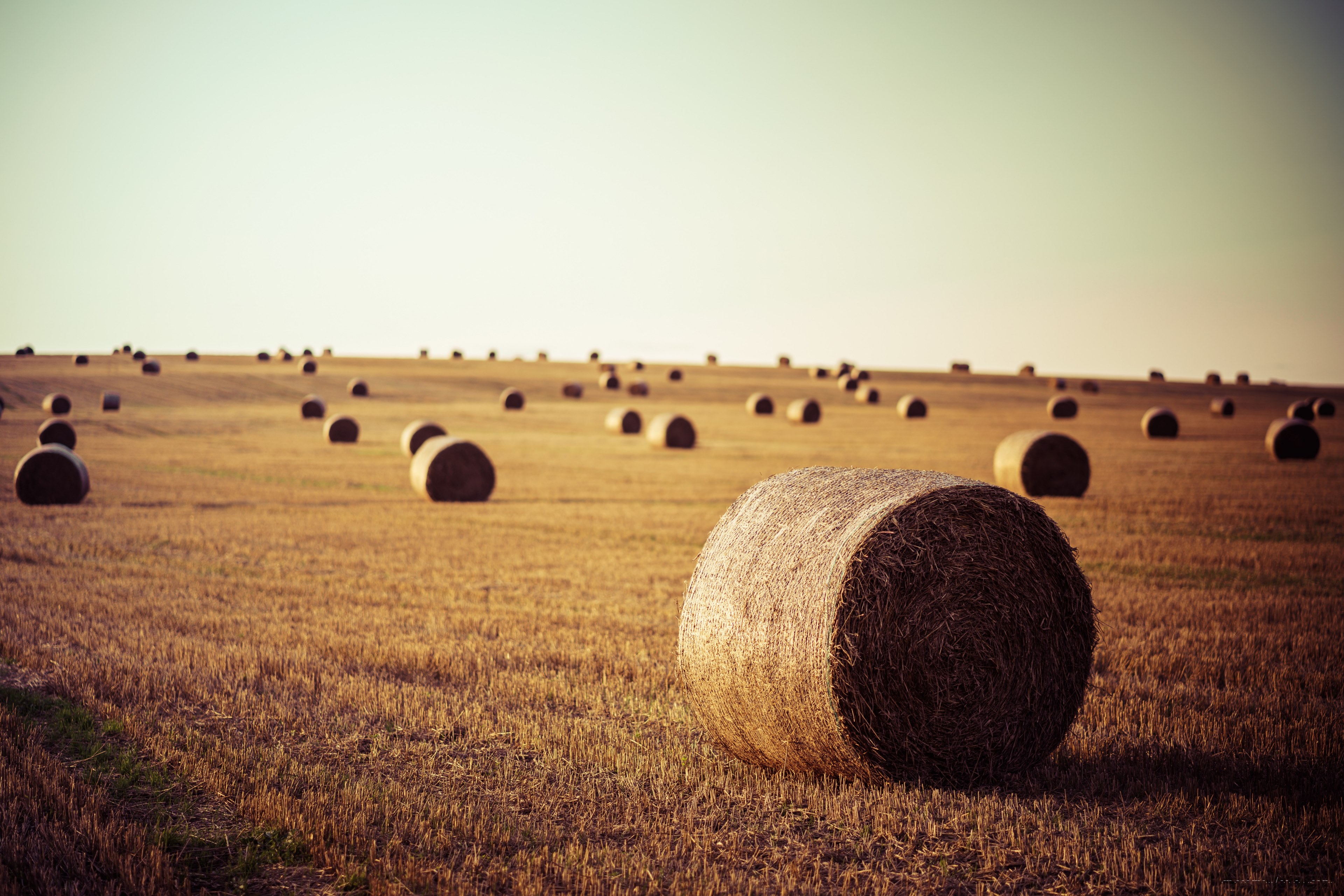bales of hay rolled in an open farm field, hay bales 4k, HD Wallpaper