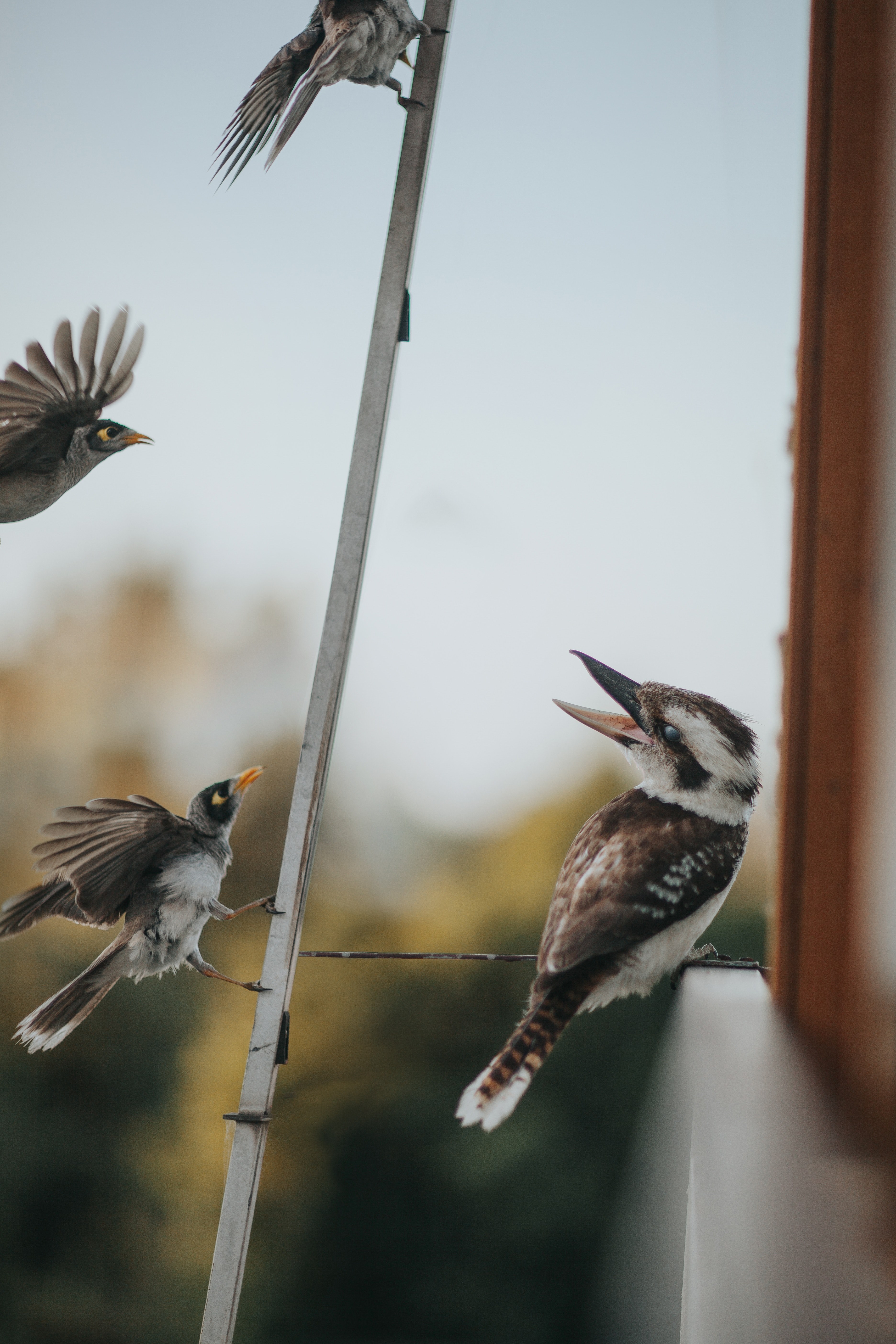 the pecking order 4k, Phone HD Wallpaper