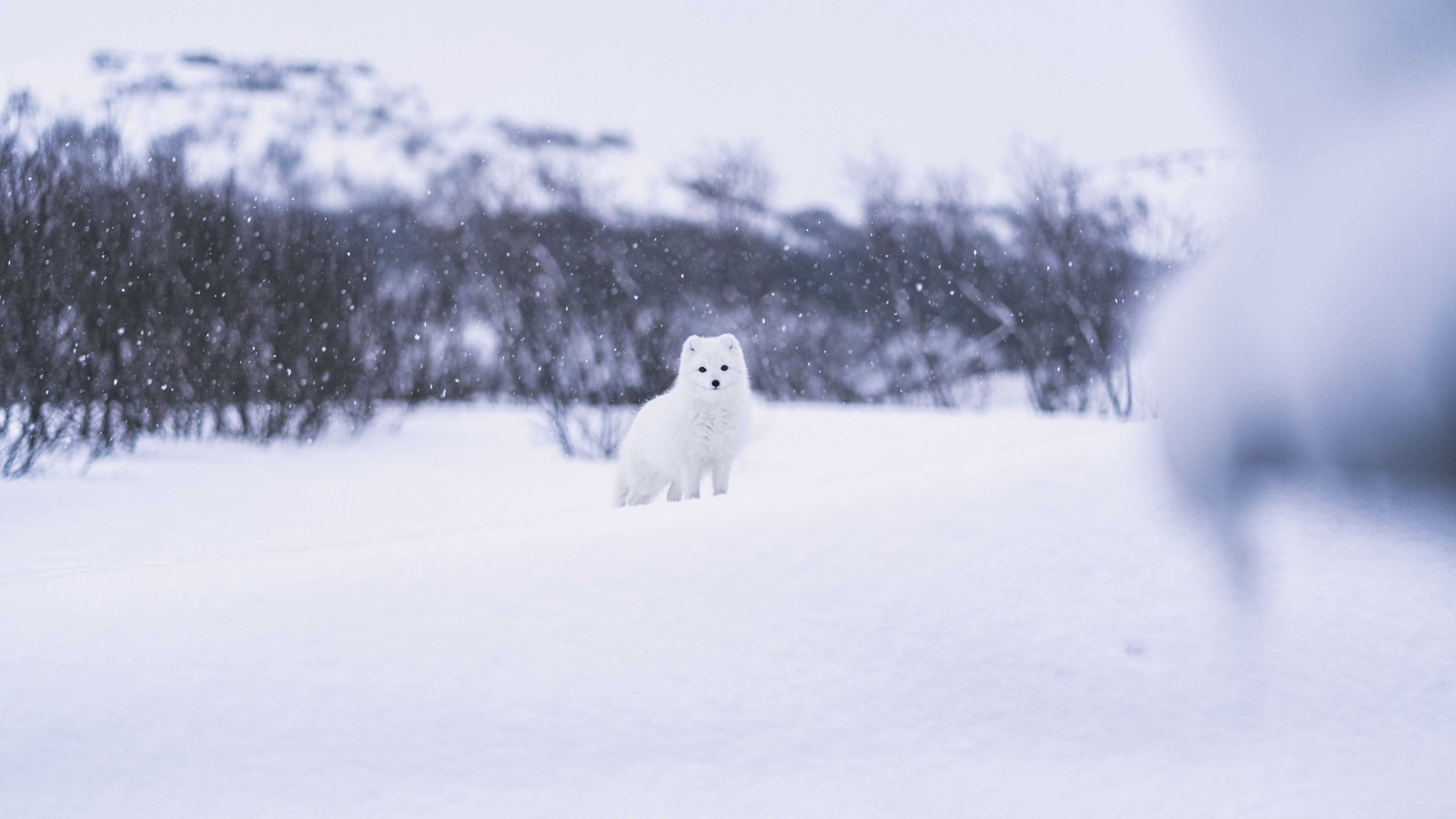 scribe, beast, snow, white, 4k, HD Wallpaper