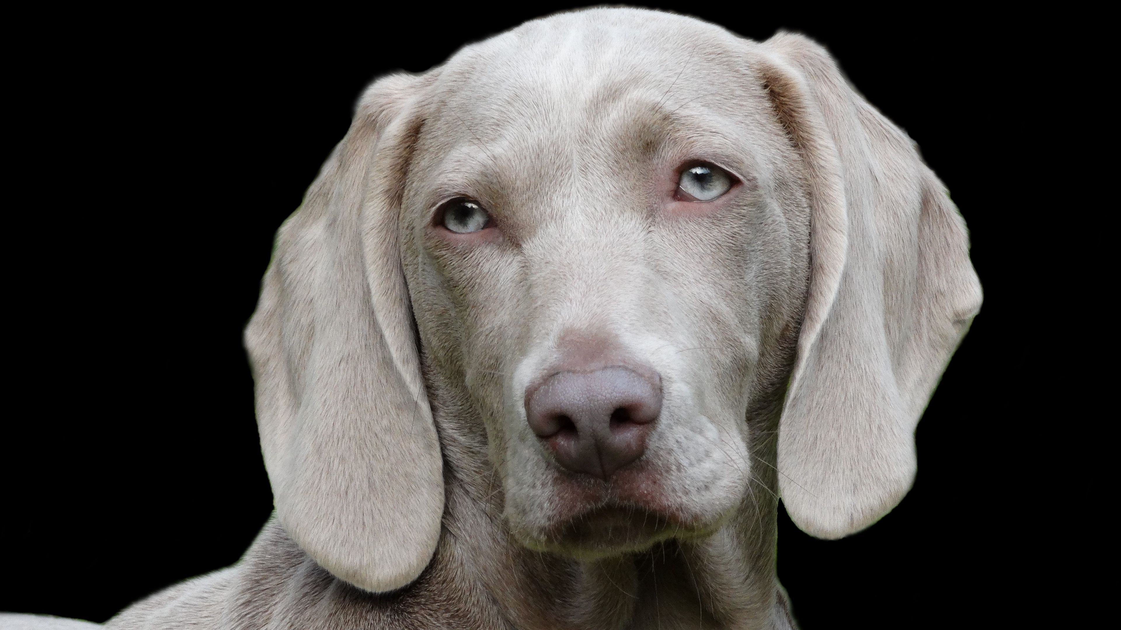 weimaraner, dog, muzzle, eyes, 4k, HD Wallpaper