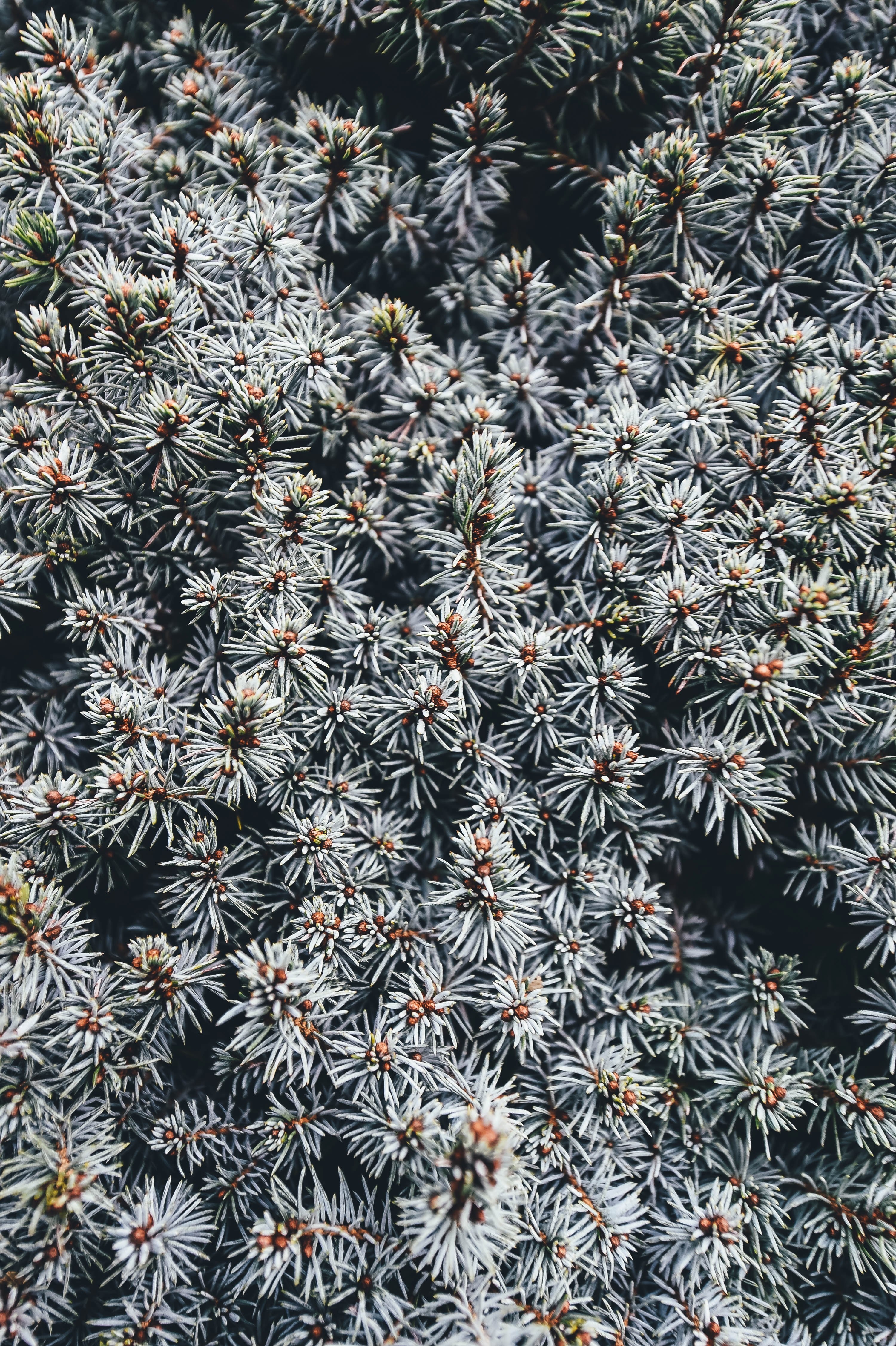 a top view of the prickly branches of a pine tree in romsey, pine needles in romsey 4k, Phone HD Wallpaper