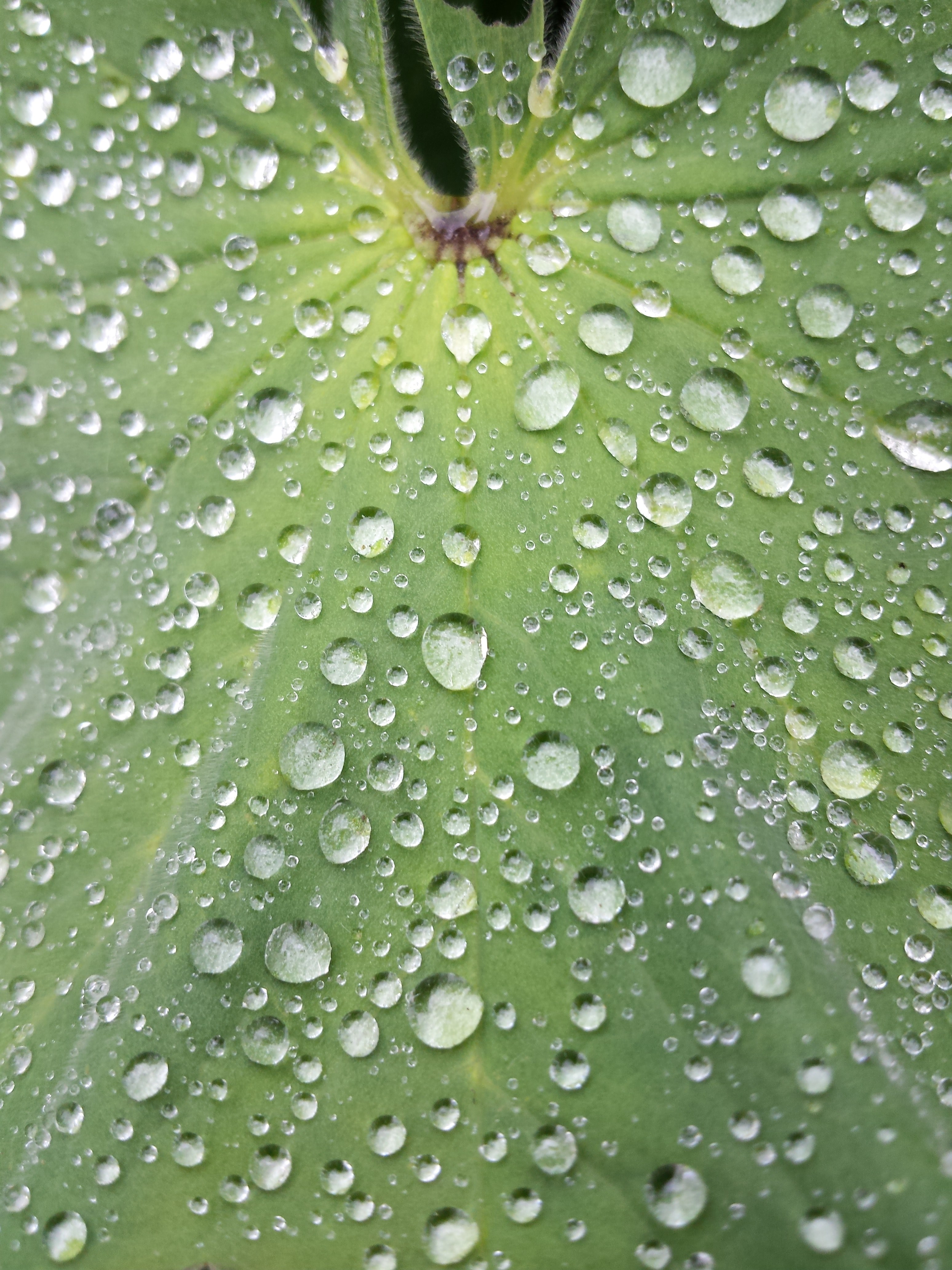 a top view of the green surface of a plant covered with droplets of water, dew on green foliage in macro 4k, Phone HD Wallpaper