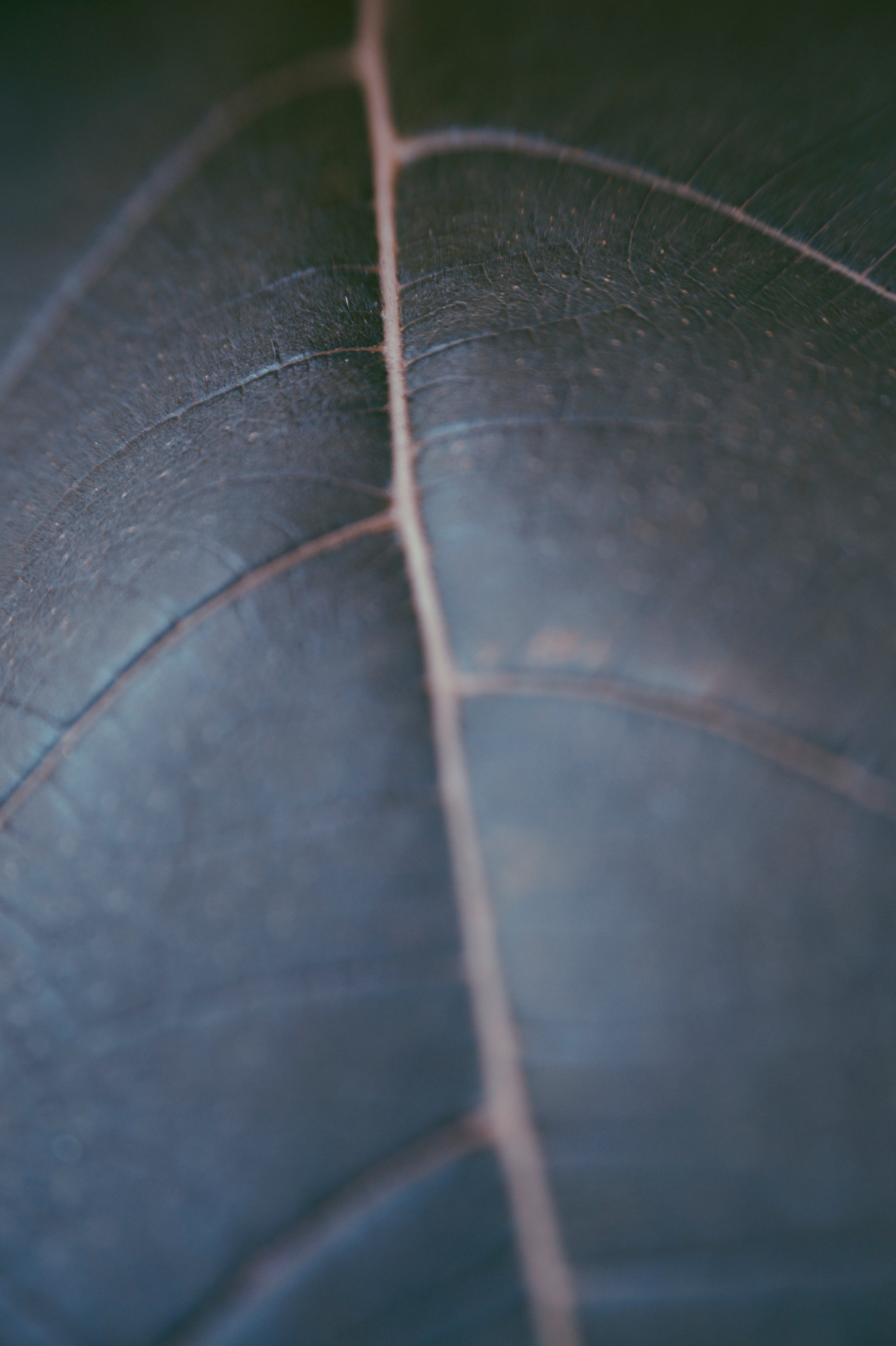 details of veins on a large leaf, plant closeup 4k, Phone HD Wallpaper
